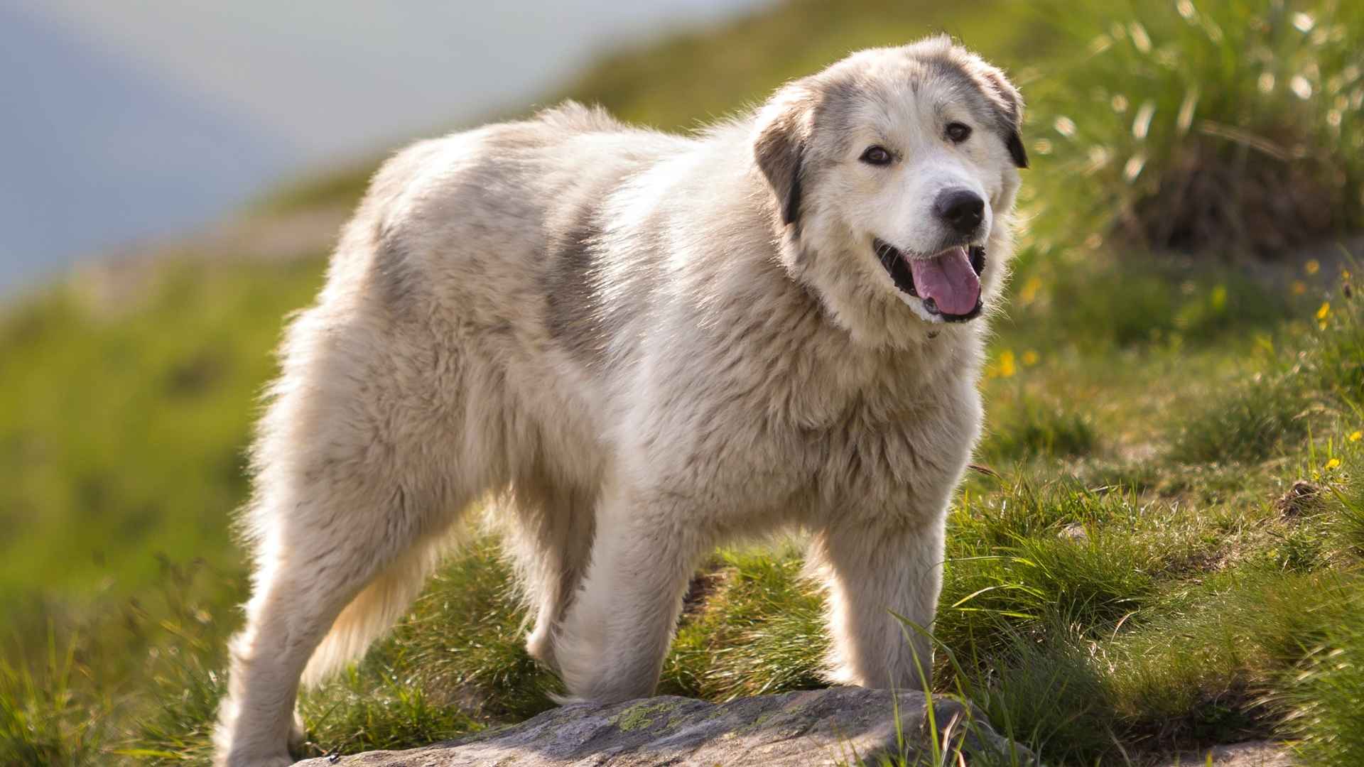 7 Best Giant Dog Breeds for Rural Living: Family, Farms, and Furry Giants
