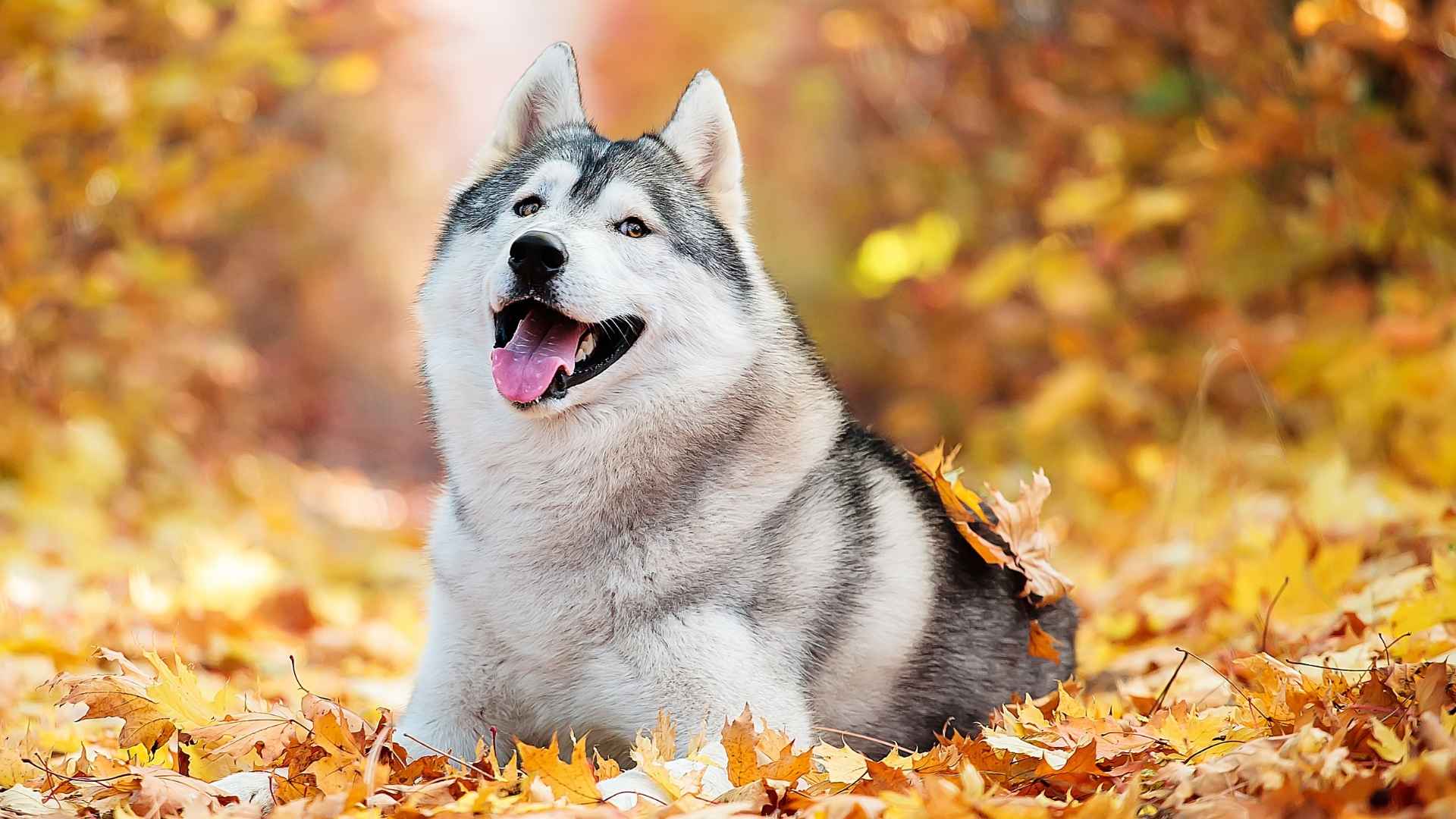 7 Best Gray and White Dog Breeds for Trendy Owners