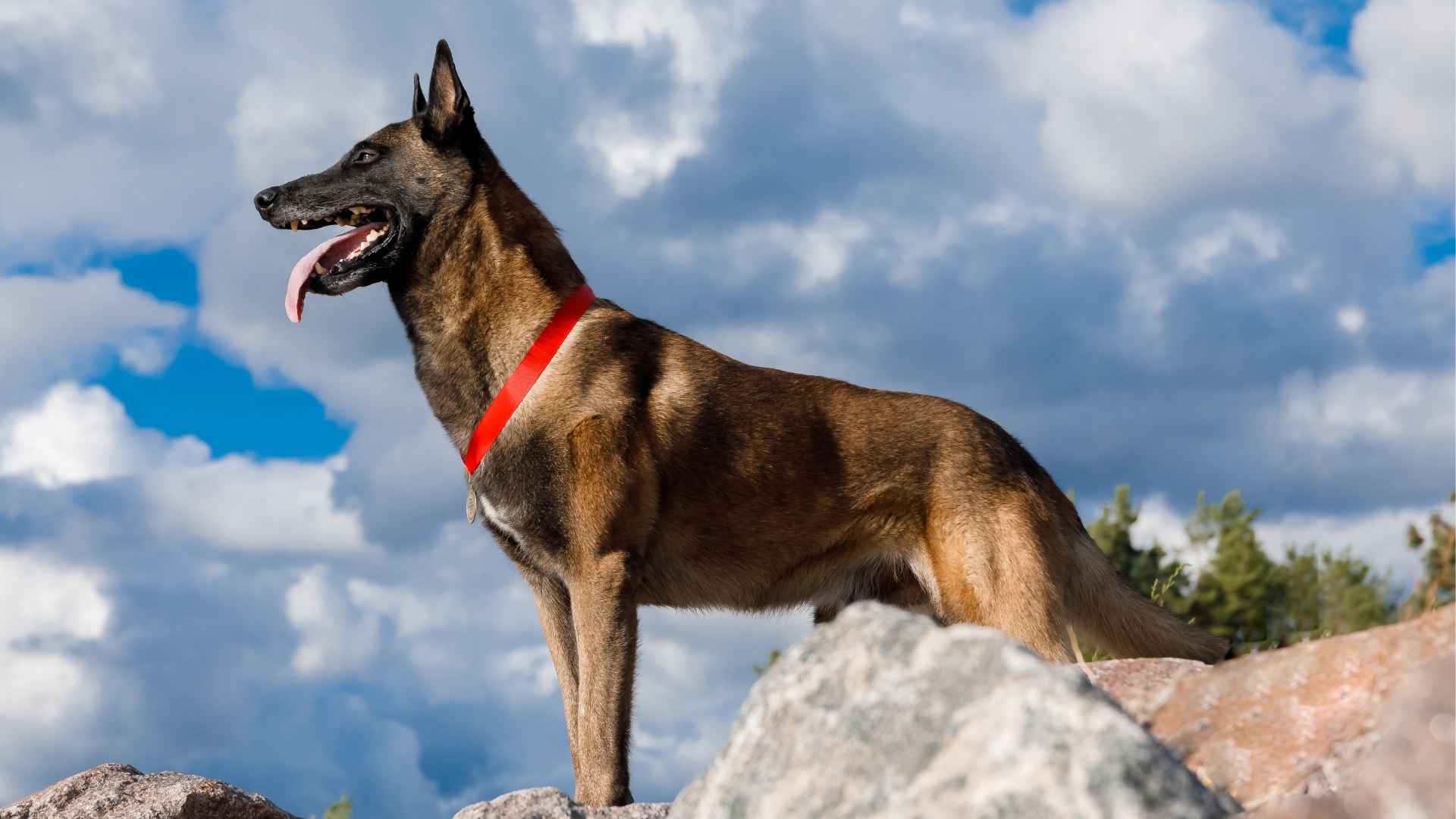 7 Best Guard Dog Breeds That Don’t Just Bark—They Defend