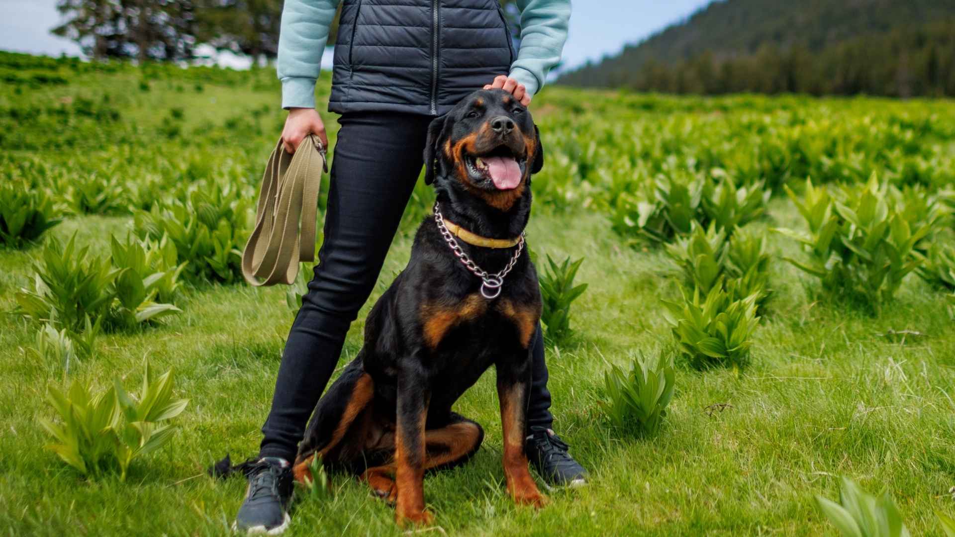 7 Best Guard Dog Breeds for Personal Protection and Security