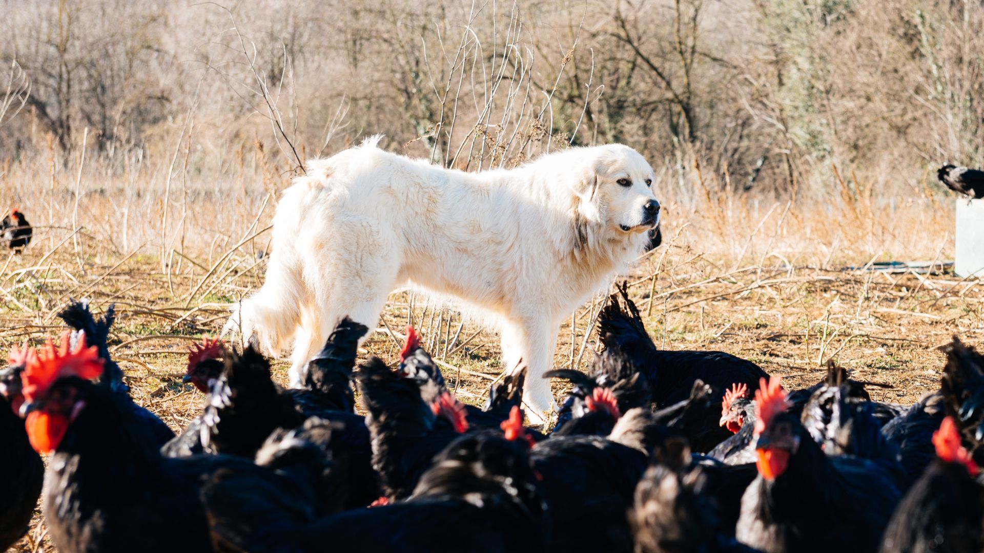 7 Best Guard Dog Breeds for Rural Farmhouses and Open Lands