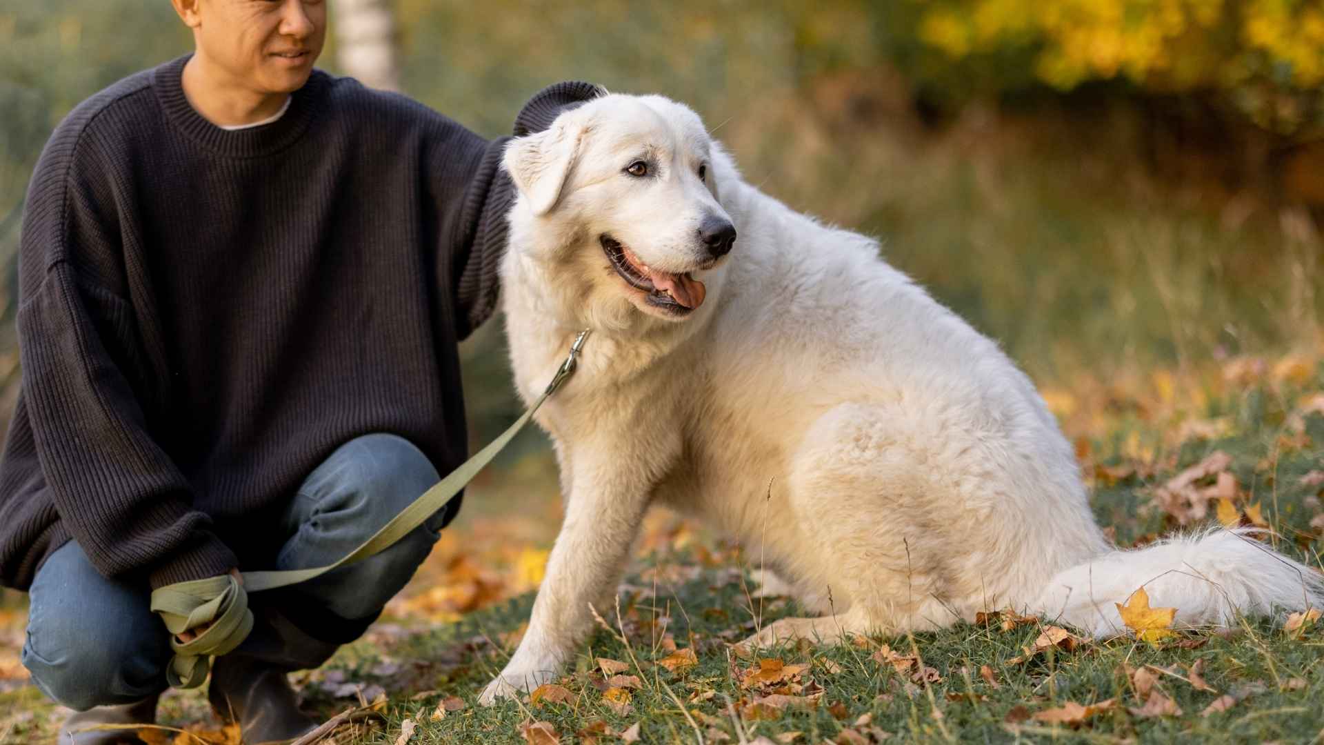7 Best Guard Dog Breeds with a Friendly Yet Protective Nature