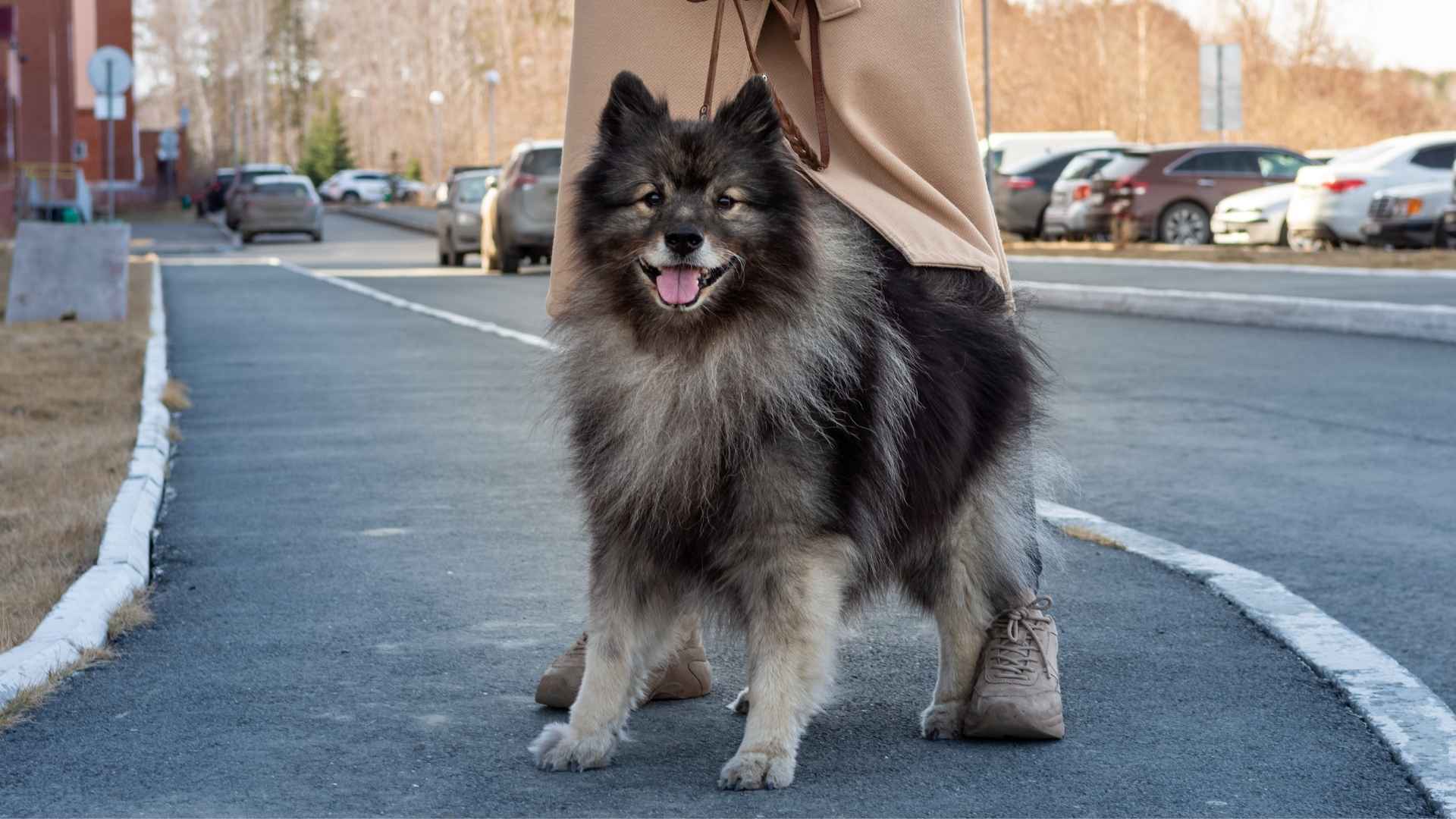 7 Best Guard Dogs Under 50 Lbs for Your Home Security Needs