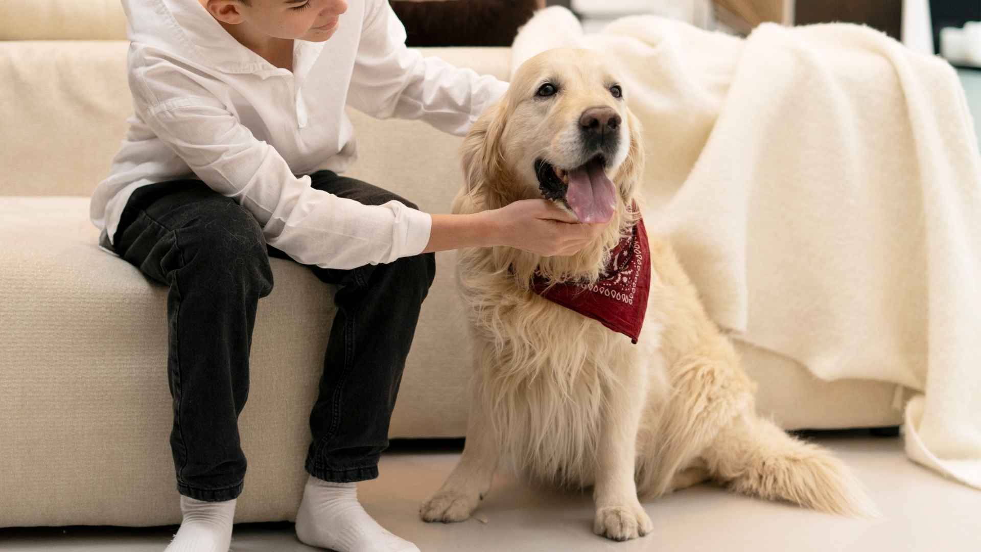 7 Best High-Energy Therapy Dog Breeds for Emotional Support