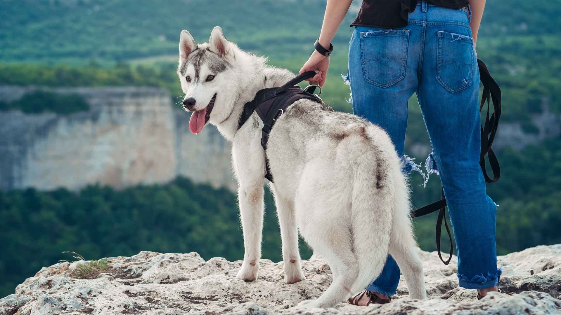 7 Best Hiking Dog Breeds for Adventurous Trails and Outdoor Fun