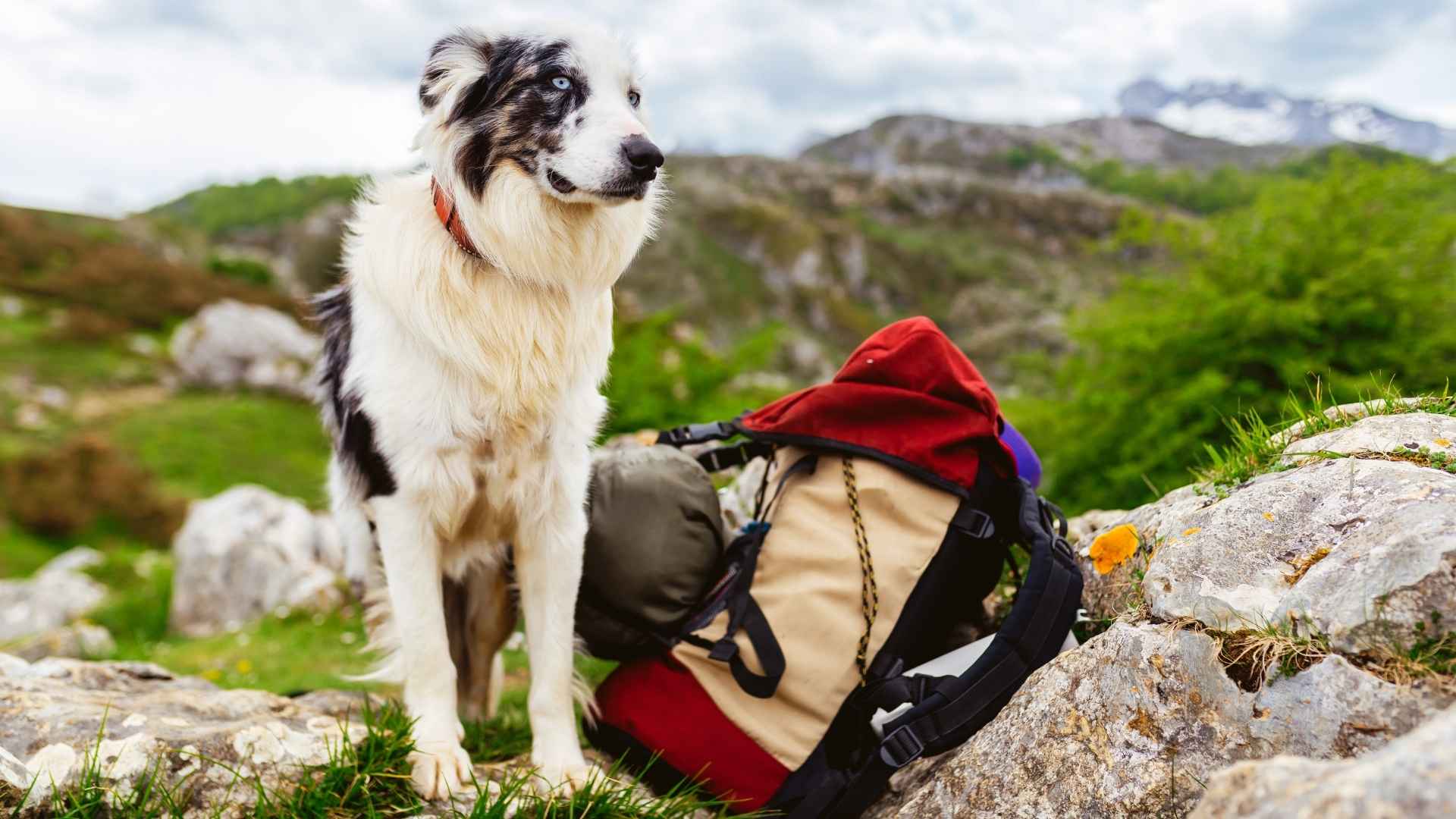 7 Best Hiking Herding Dog Breeds with Endurance and Loyalty
