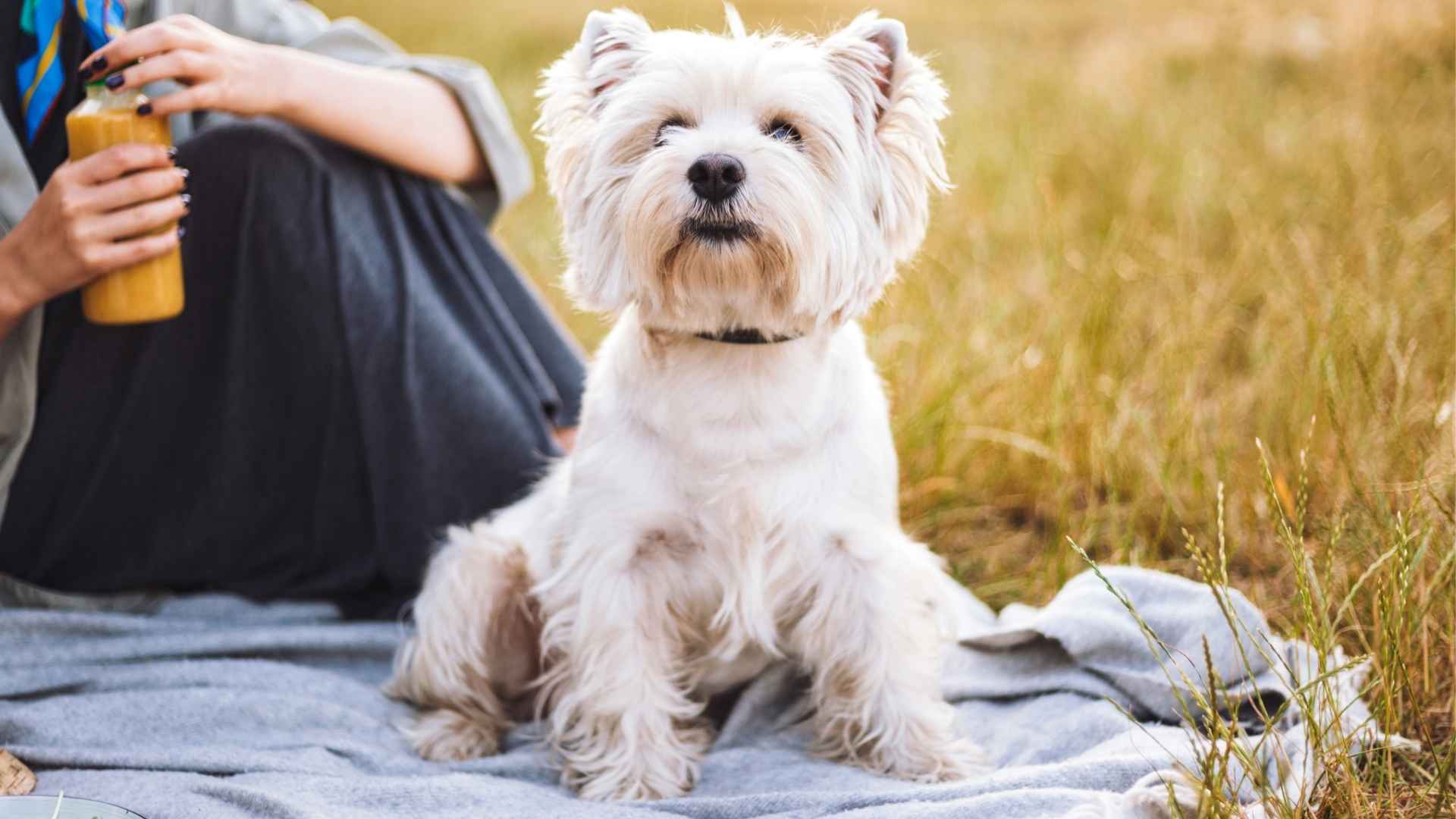 7 Best Hypoallergenic Dog Breeds That Even Allergy Sufferers Can Love