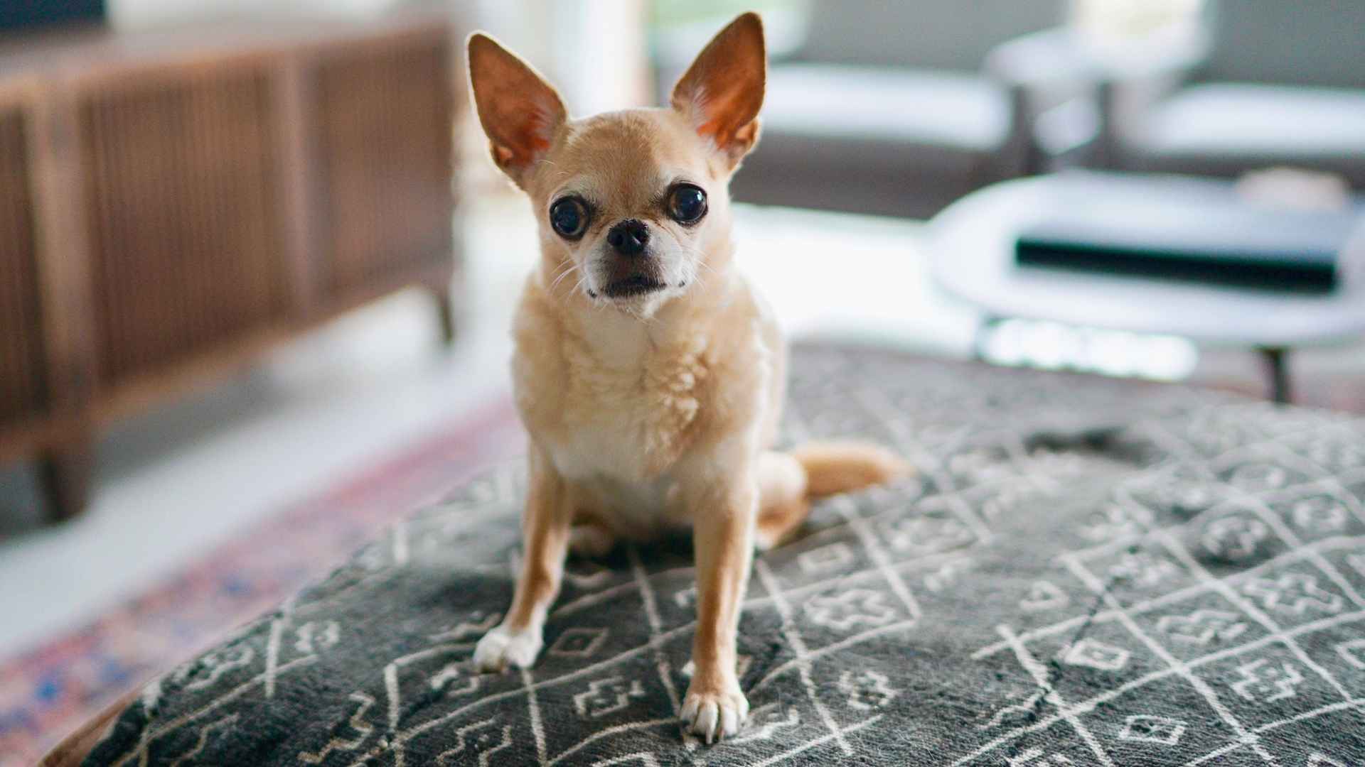 7 Best Inexpensive Dog Breeds That Melt Hearts