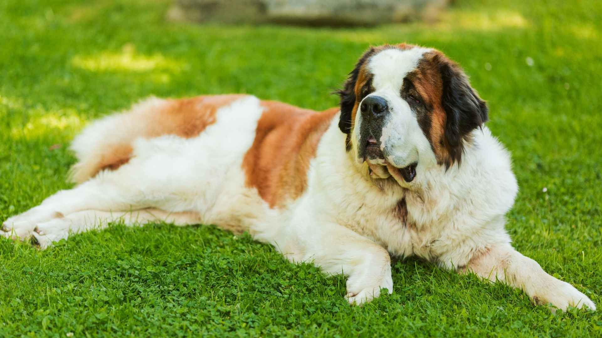 7 Best Large Breeds Gentle Giants Perfect for Families