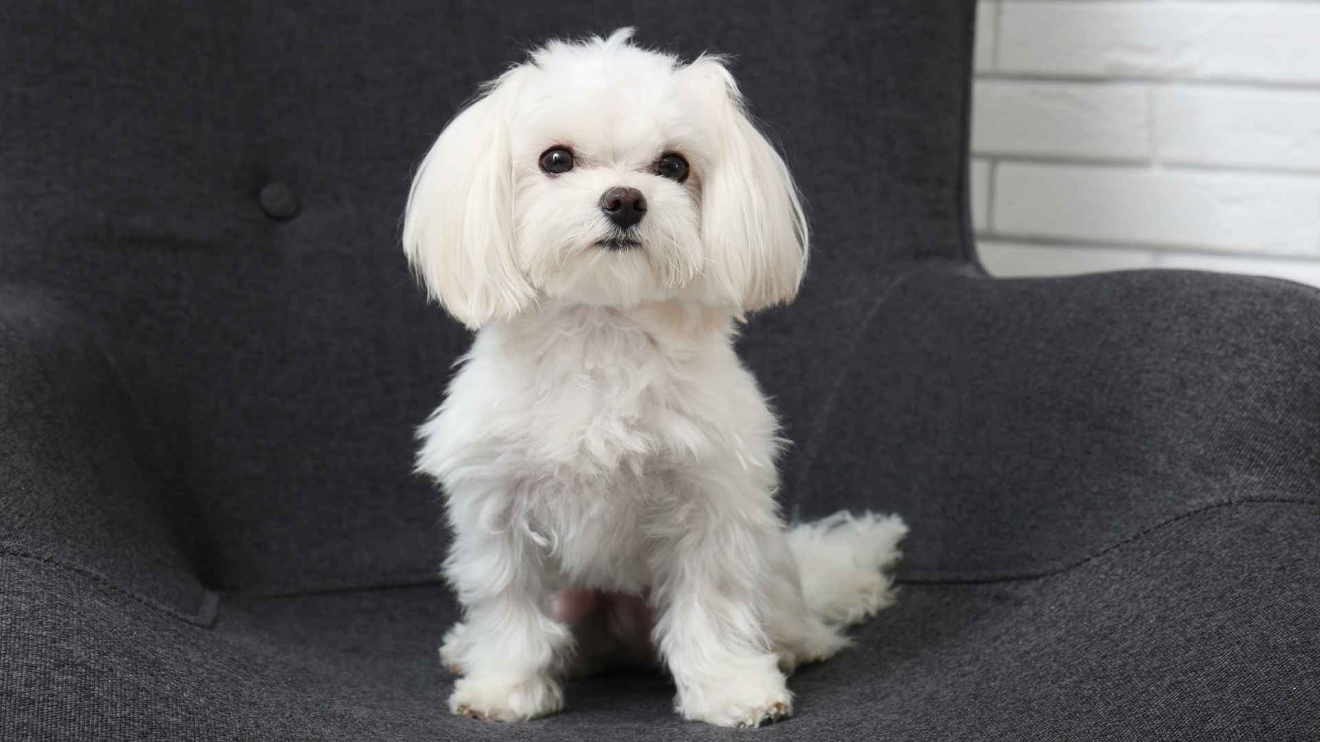 7 Best Miniature Apartment Dog Breeds That Don’t Take Up Much Space