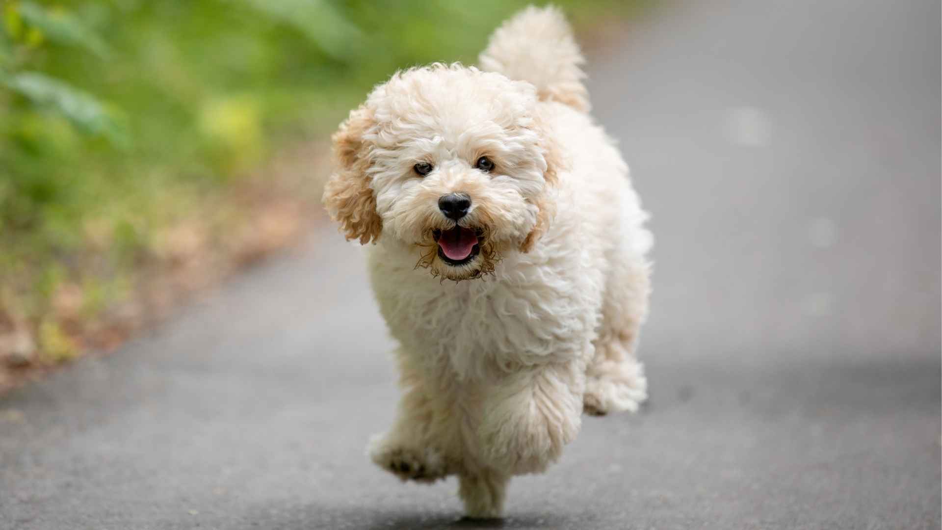 7 Best Mixed Breed Pocket-Sized Dog Breeds That Fit Right in Your Purse