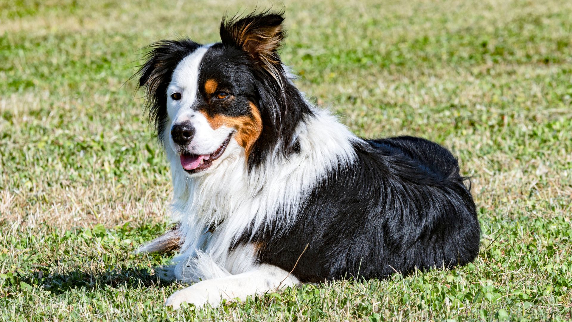 7 Best Off-Leash Dog Breeds with a Long Lifespan