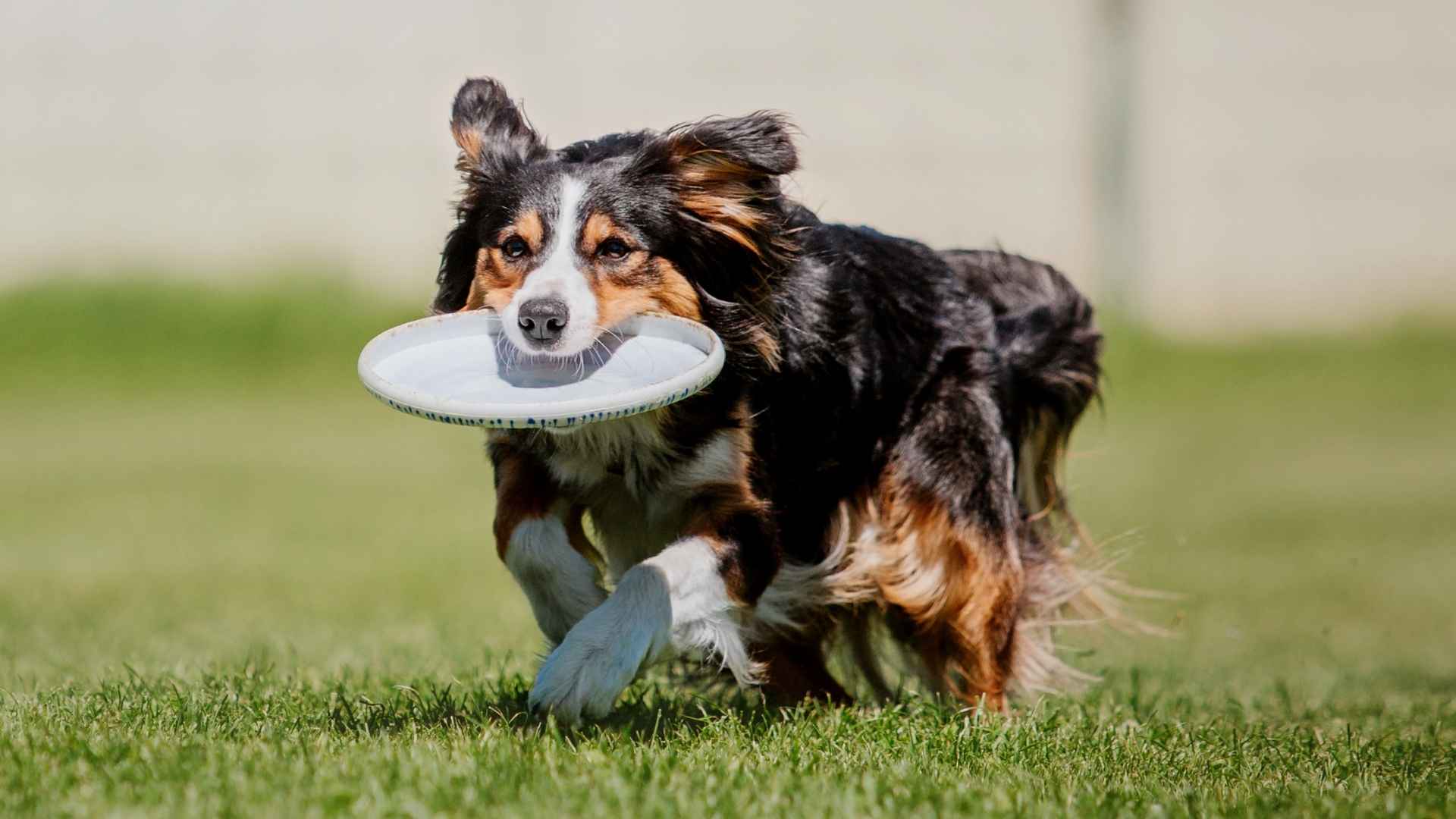 7 Best Playful and Energetic Dog Breeds for Your Active Lifestyle