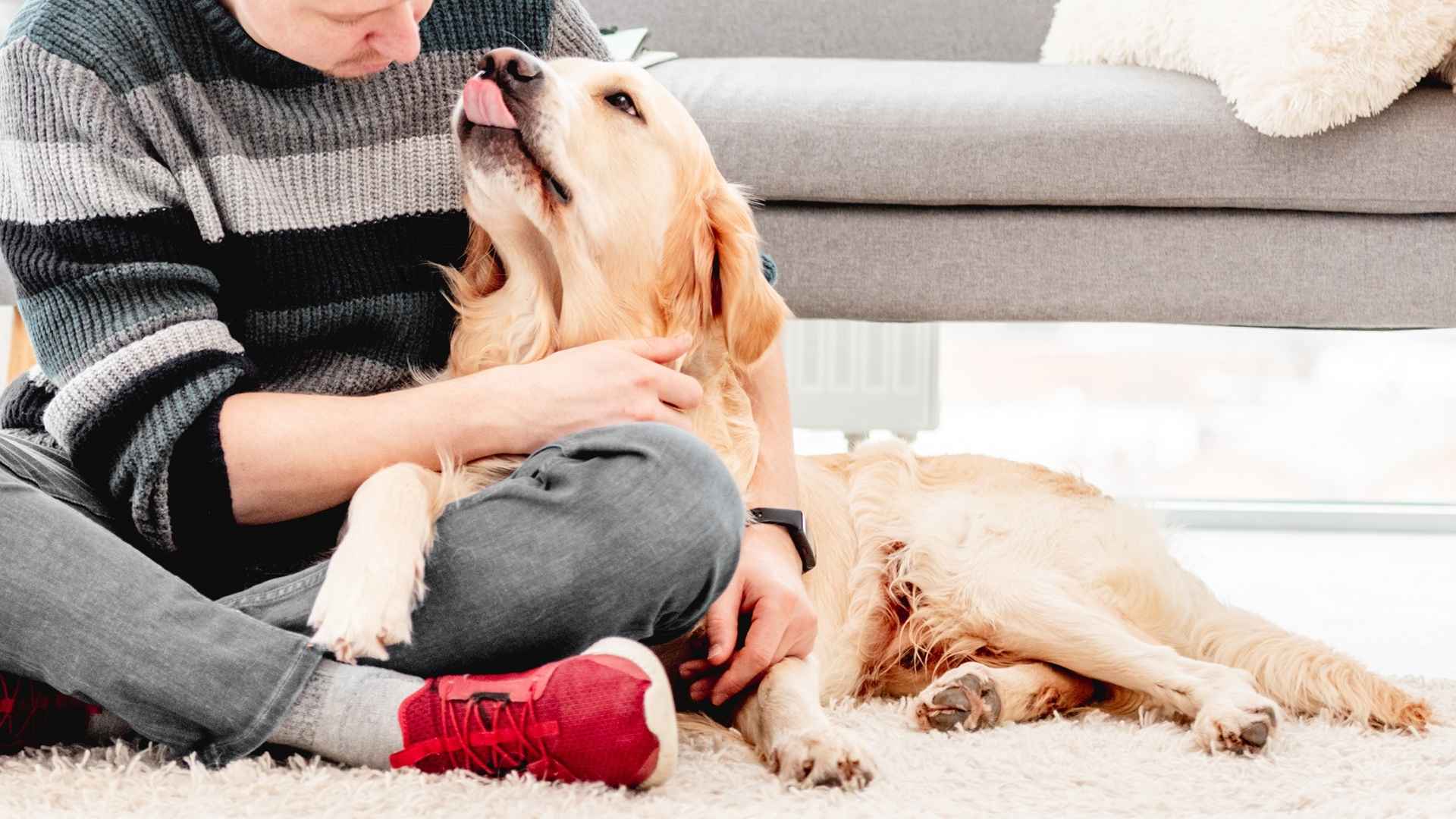 7 Best Service Dog Breeds for PTSD and Anxiety That Truly Make a Difference