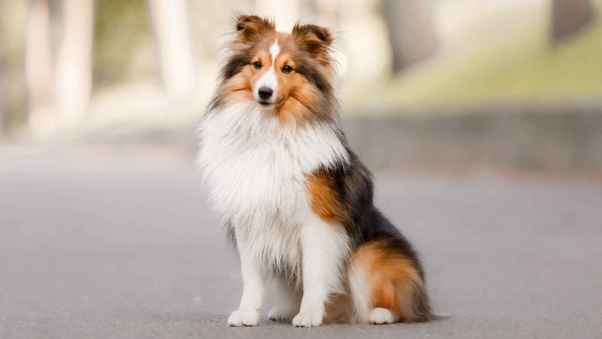 7 Best Sheep Dog Breeds: Smart, Loyal & Tireless