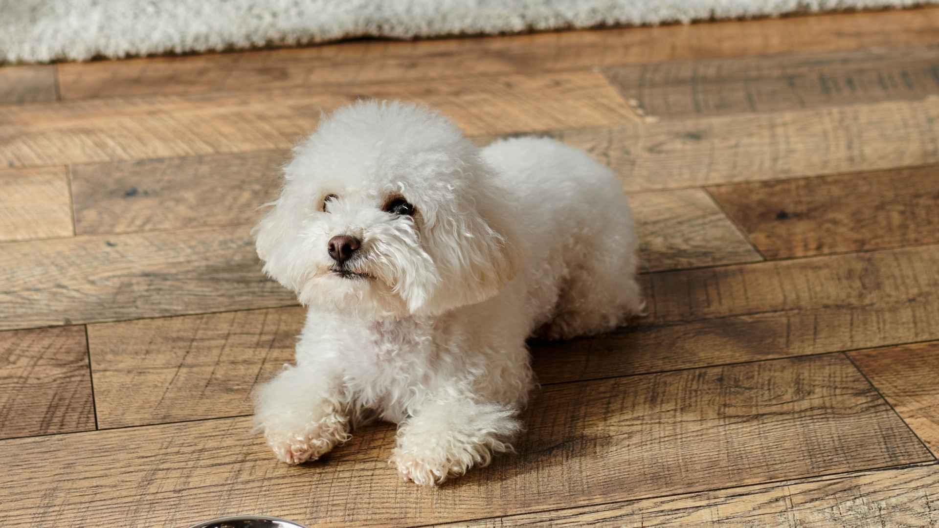 7 Best Small Dog Breeds for Apartments with a Long Lifespan