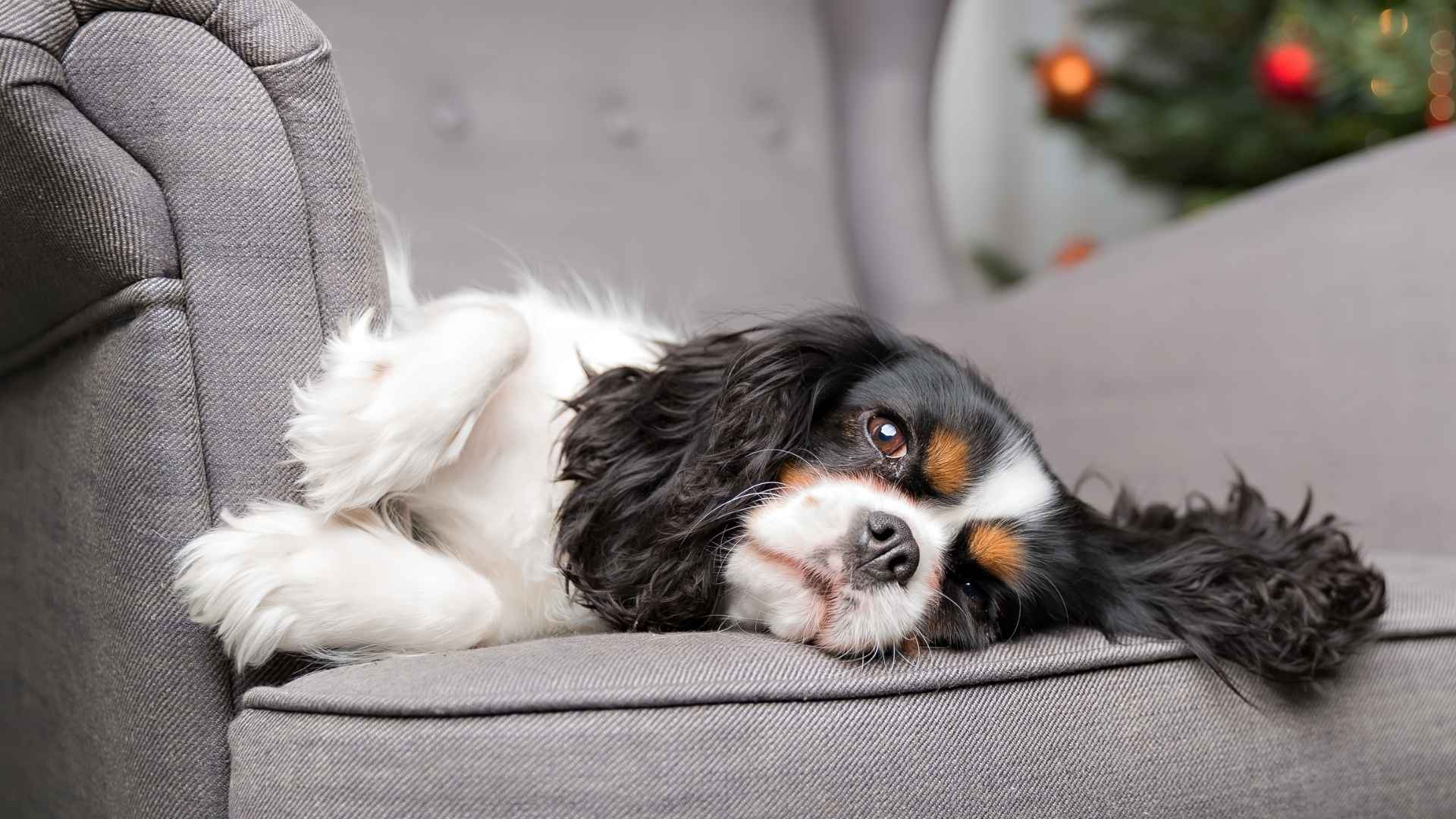 7 Best Small Lazy Dog Breeds for Couch-Loving Pet Parents