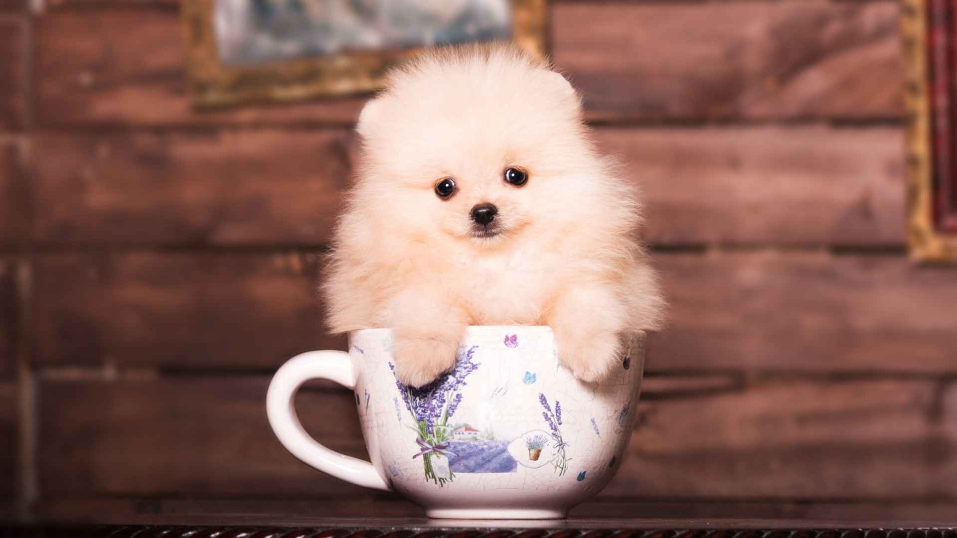 7 Best Teacup Dog Breeds That Fit in Your Bag and Steal Your Heart