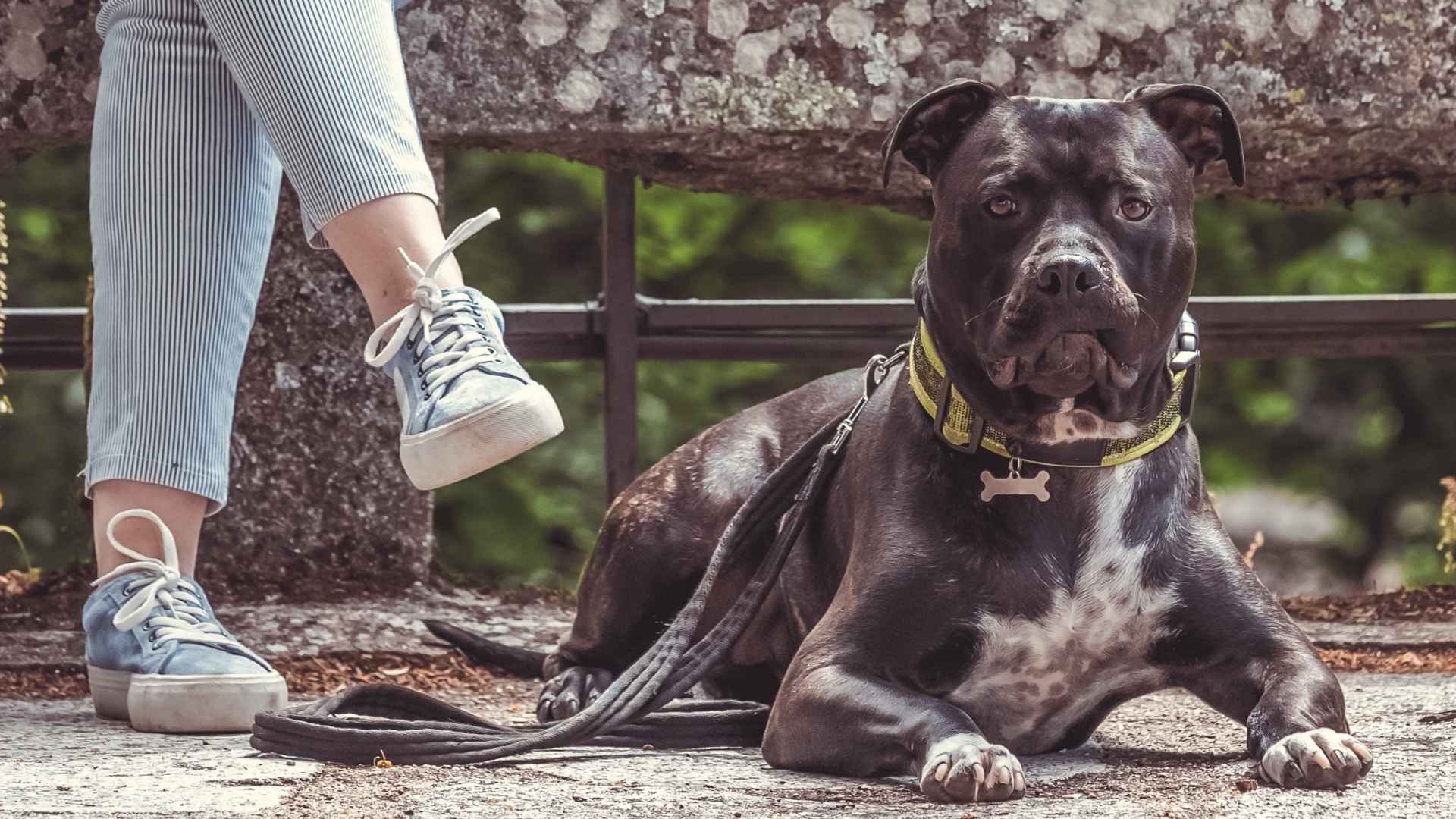 7 Best Terrier Guard Dogs for Security and Loyalty