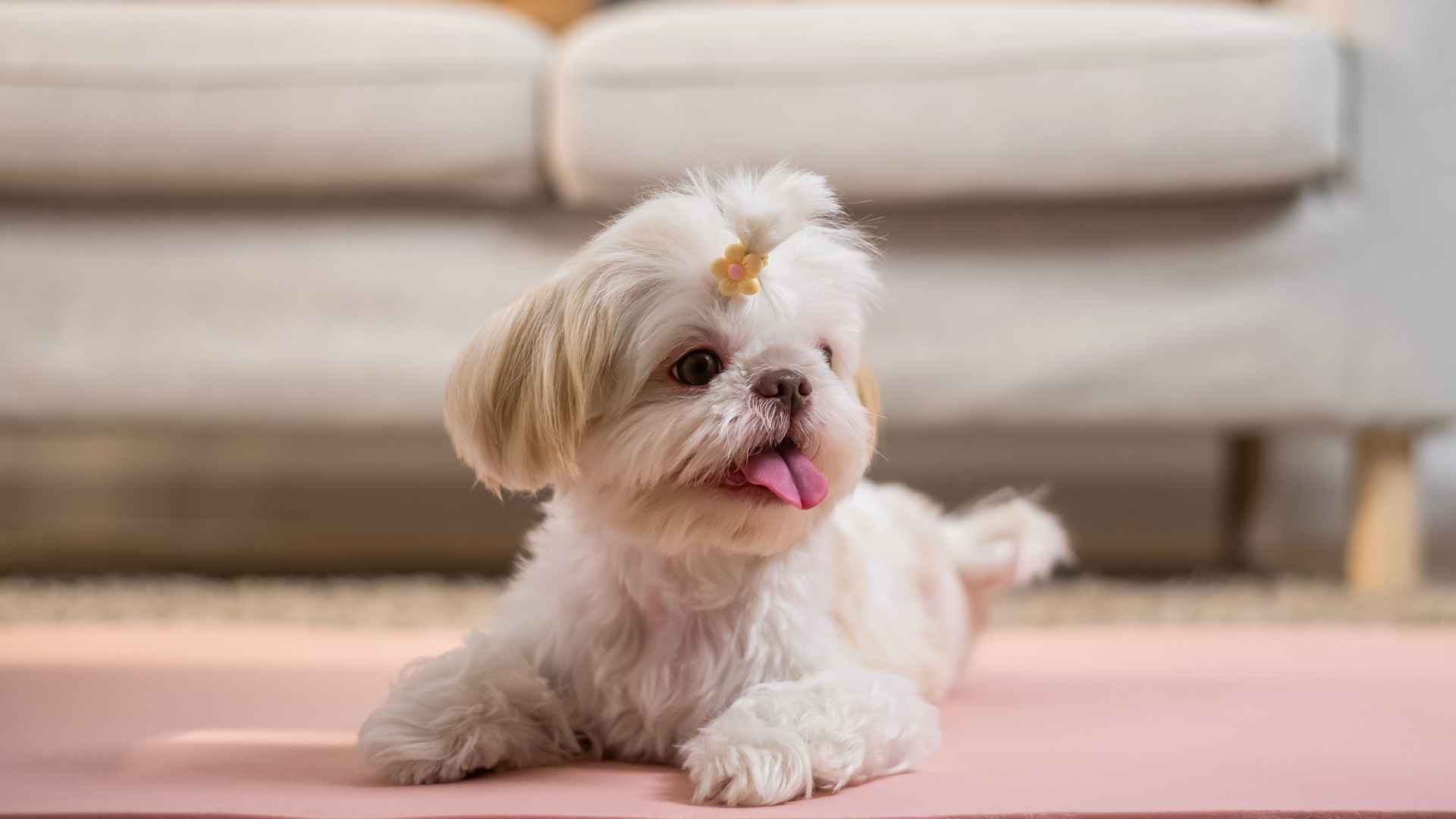 7 Best Therapy Teacup Dog Breeds for Comfort and Companionship