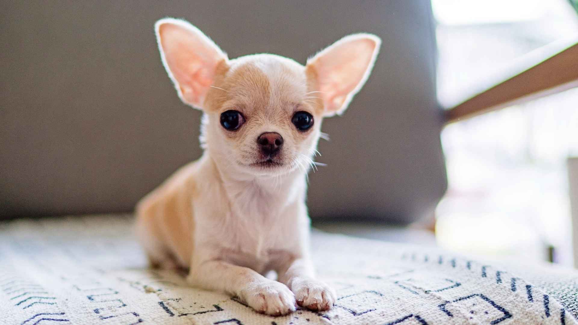 7 Best Tiny Dog Breeds for Apartments with a Long Lifespan