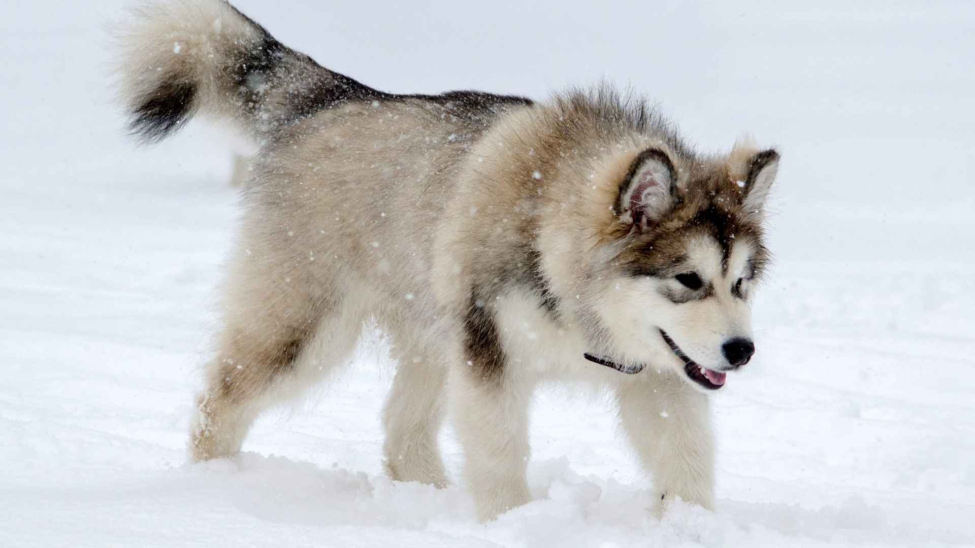 7 Best Winter Dog Breeds for Cold Climate Living