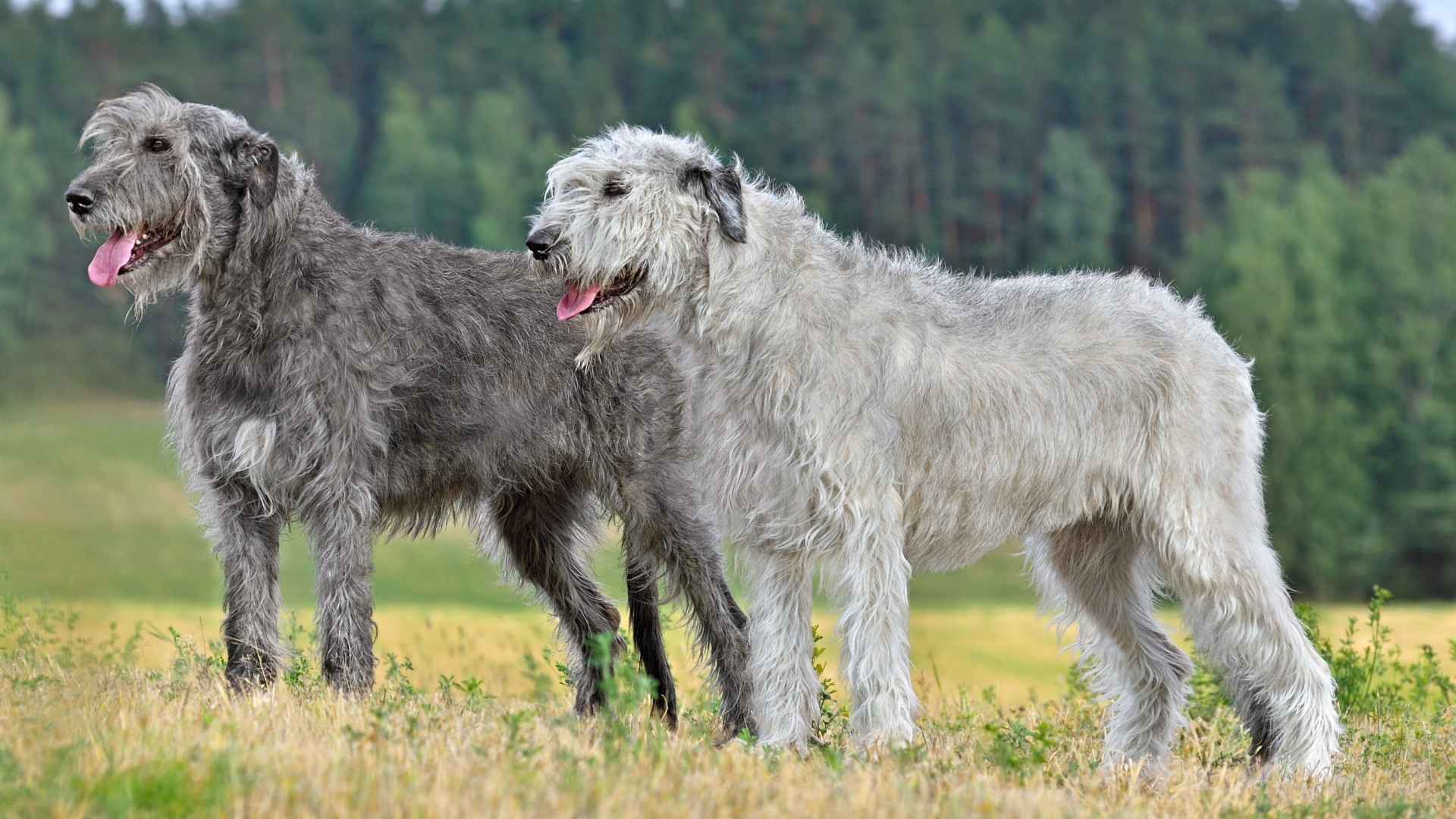 7 Best Wire-Haired Large Dog Breeds That Turn Heads