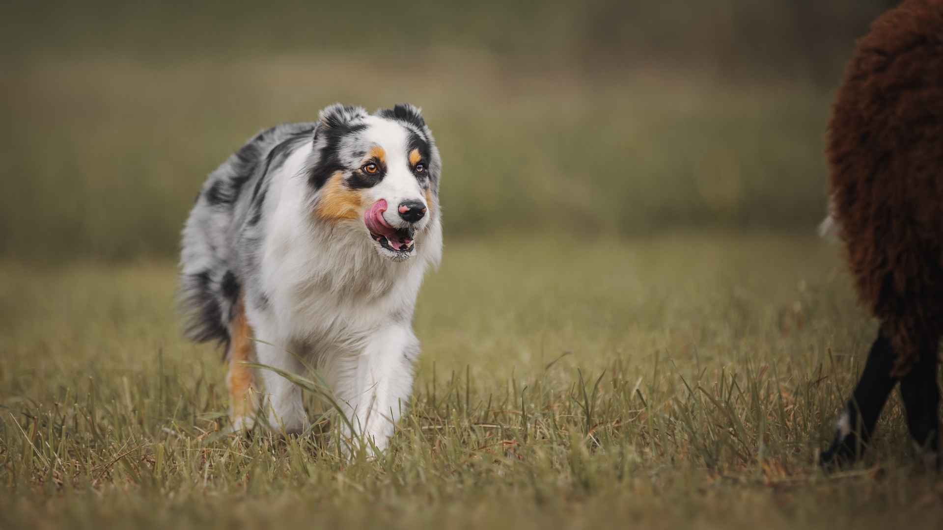 7 Dog Breeds to Protect Against Predators for Farms, Livestock & Remote Living