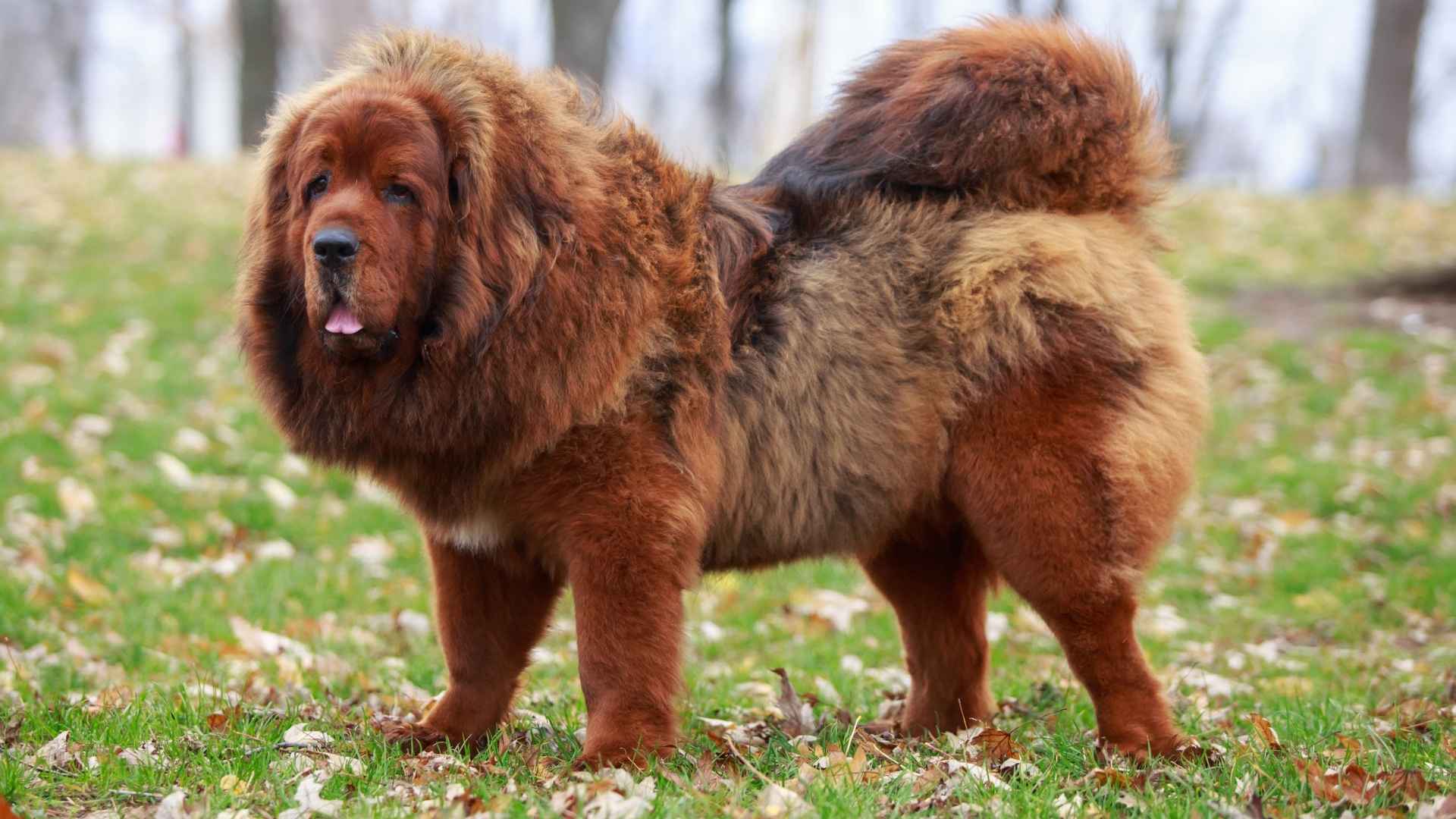 7 Best XL Dog Breeds for Spacious Yards That Love Wide Open Spaces