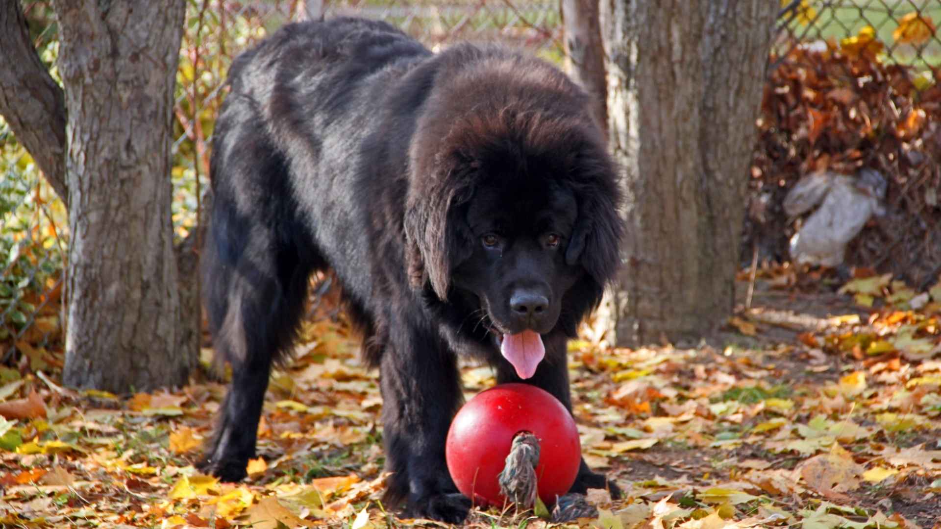 7 Big Black Dog Breeds That Command Attention