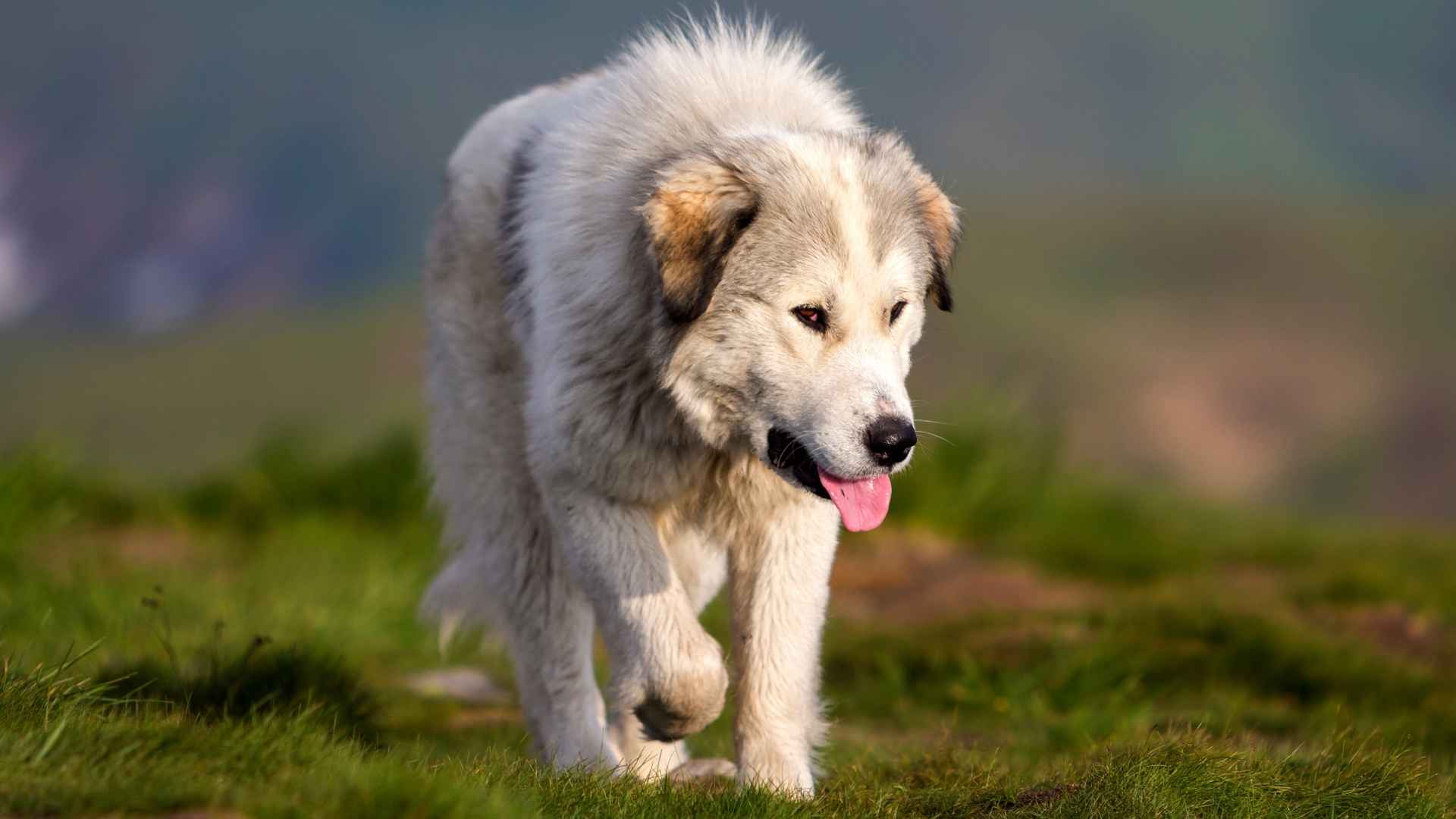 7 Big Fluffy Dog Breeds That Bring Comfort and Charm