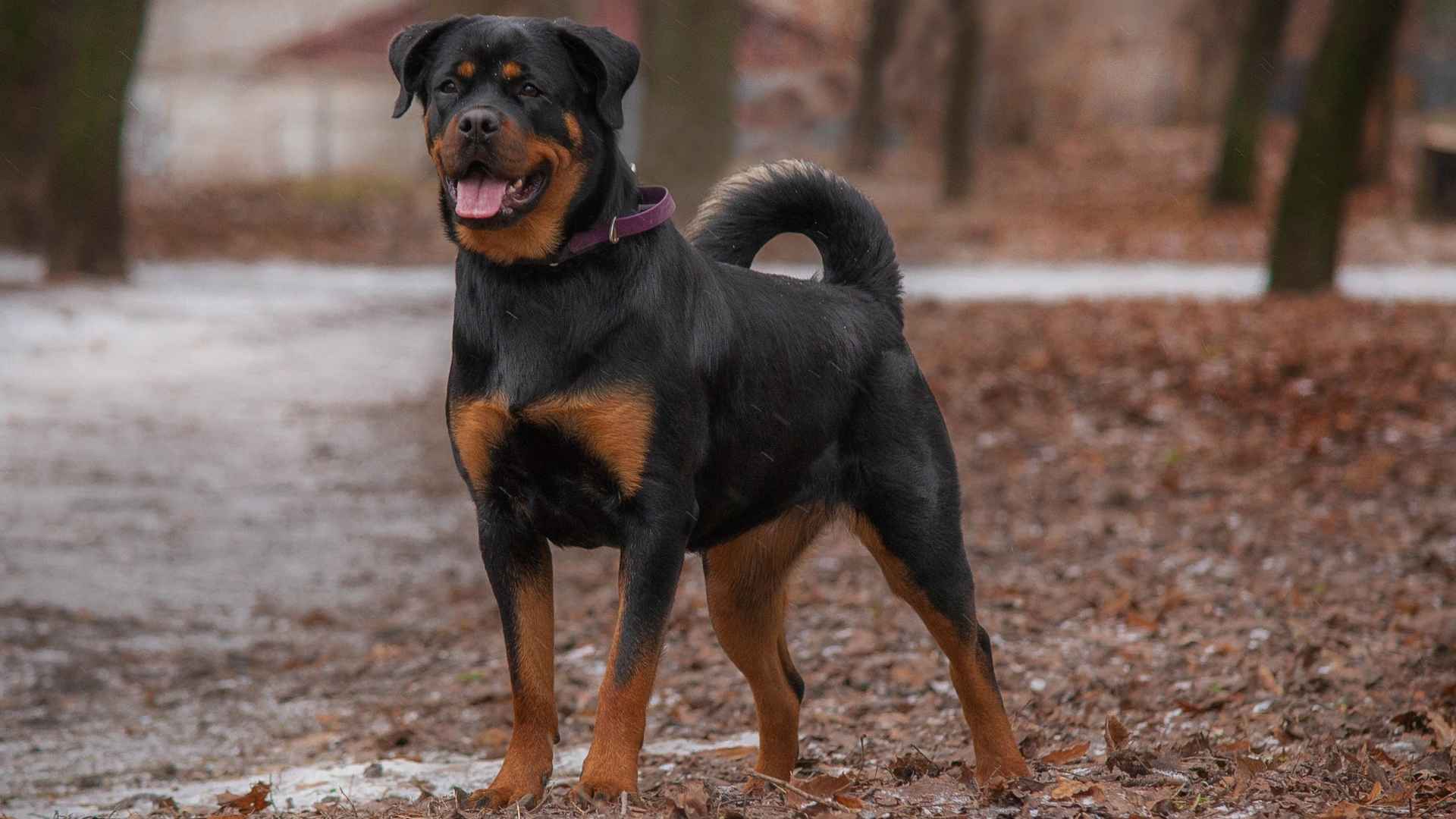 7 Black and Gold Dog Breeds: A Striking Combination of Beauty and Loyalty