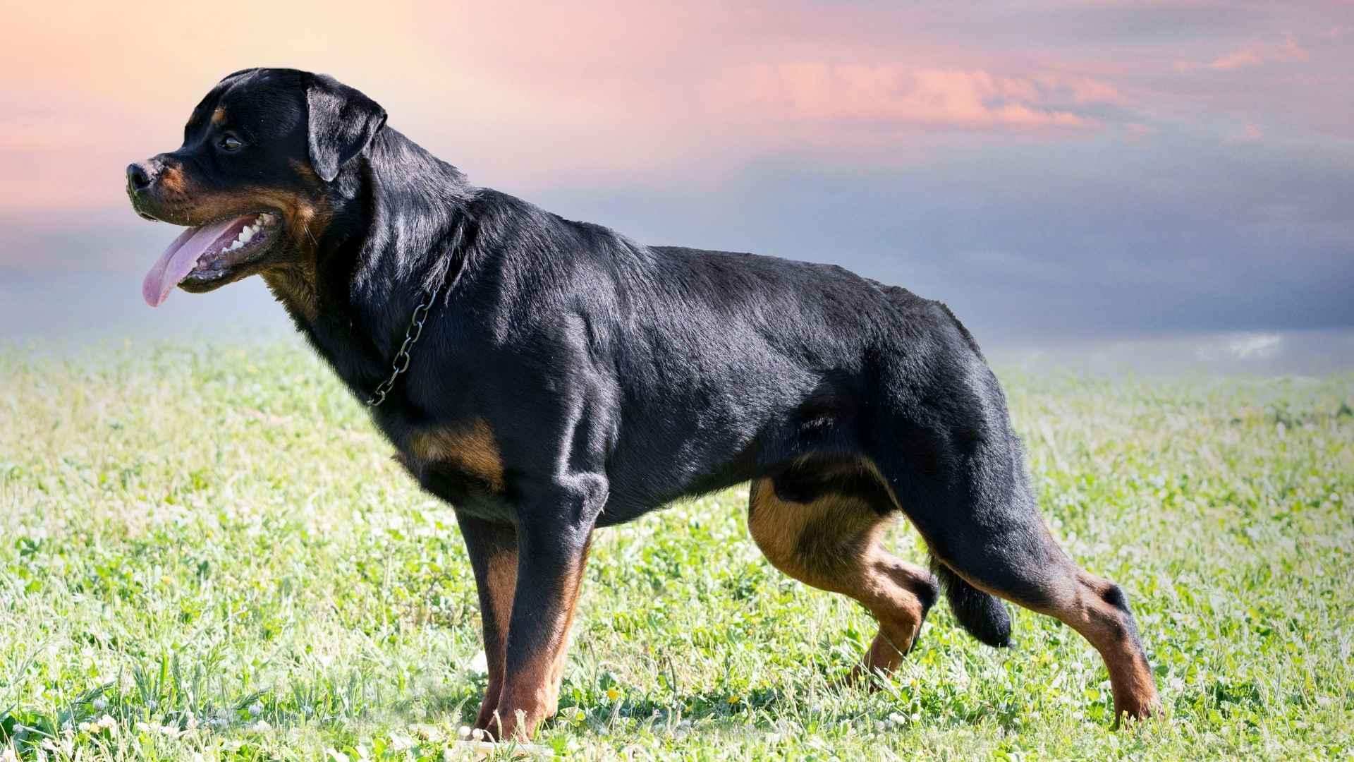 7 Bold Dog Breeds Known for Their Courage and Confidence