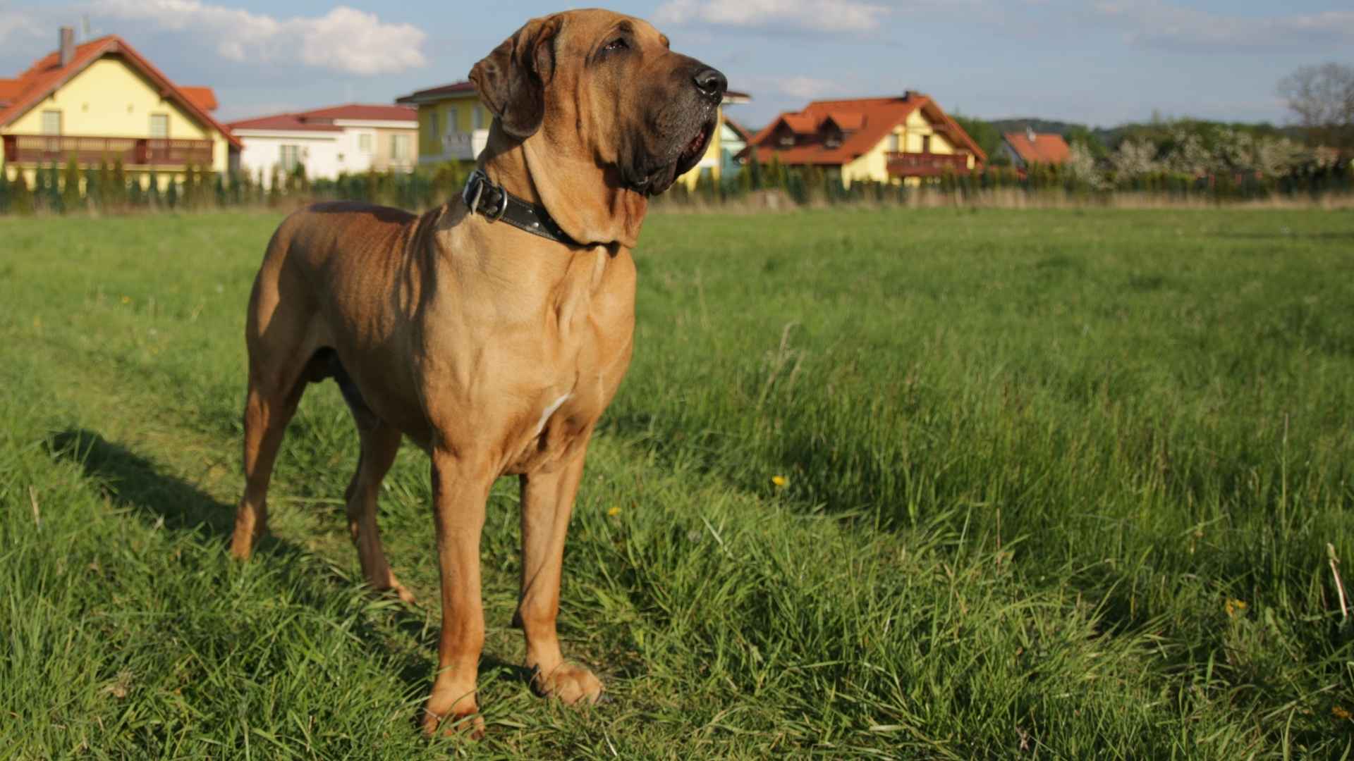 7 Brazilian Dog Breeds That Deserve the Spotlight