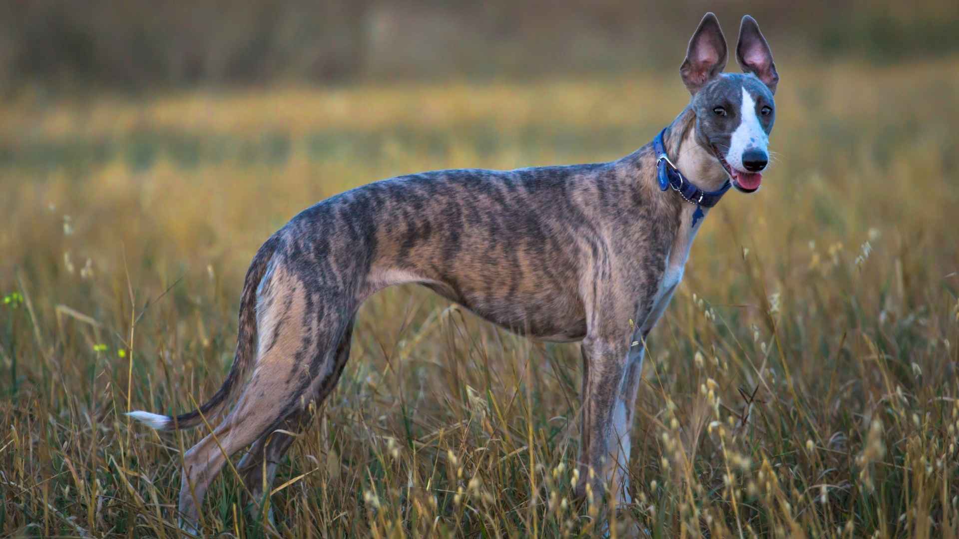 7 Brindle Dog Breeds That Look Like Living Artwork