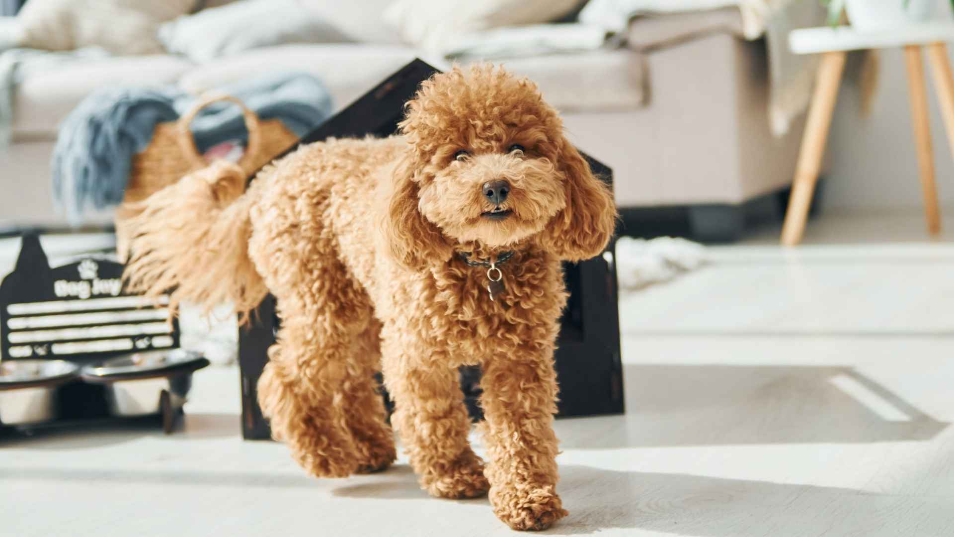 7 Brown Dog Breeds with Unique Appearance