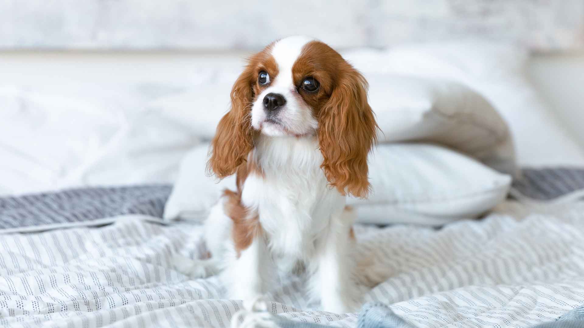 7 Calm Low-Maintenance Dog Breeds for Stress-Free Living