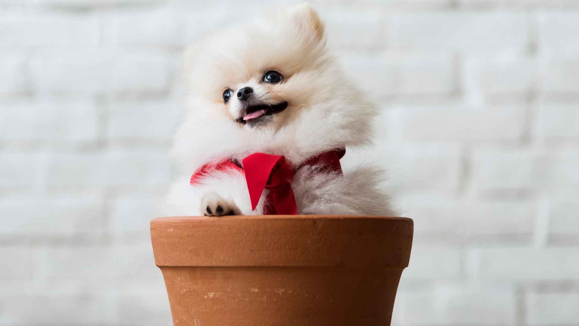 7 Calm Teacup Dog Breeds that will Melt Your Heart