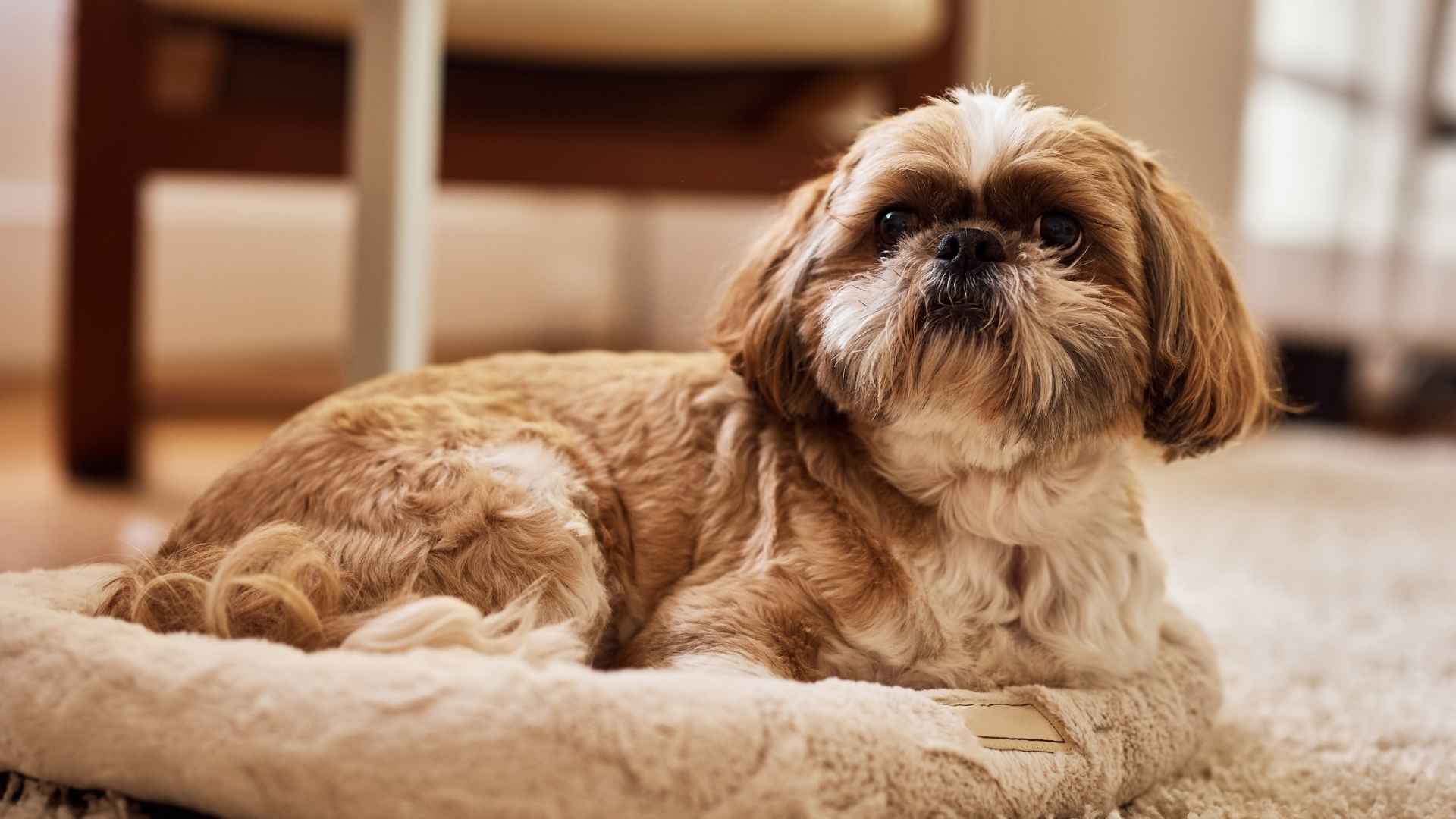 7 Calm and Well-Behaved Dog Breeds: The Easy-Going Dogs