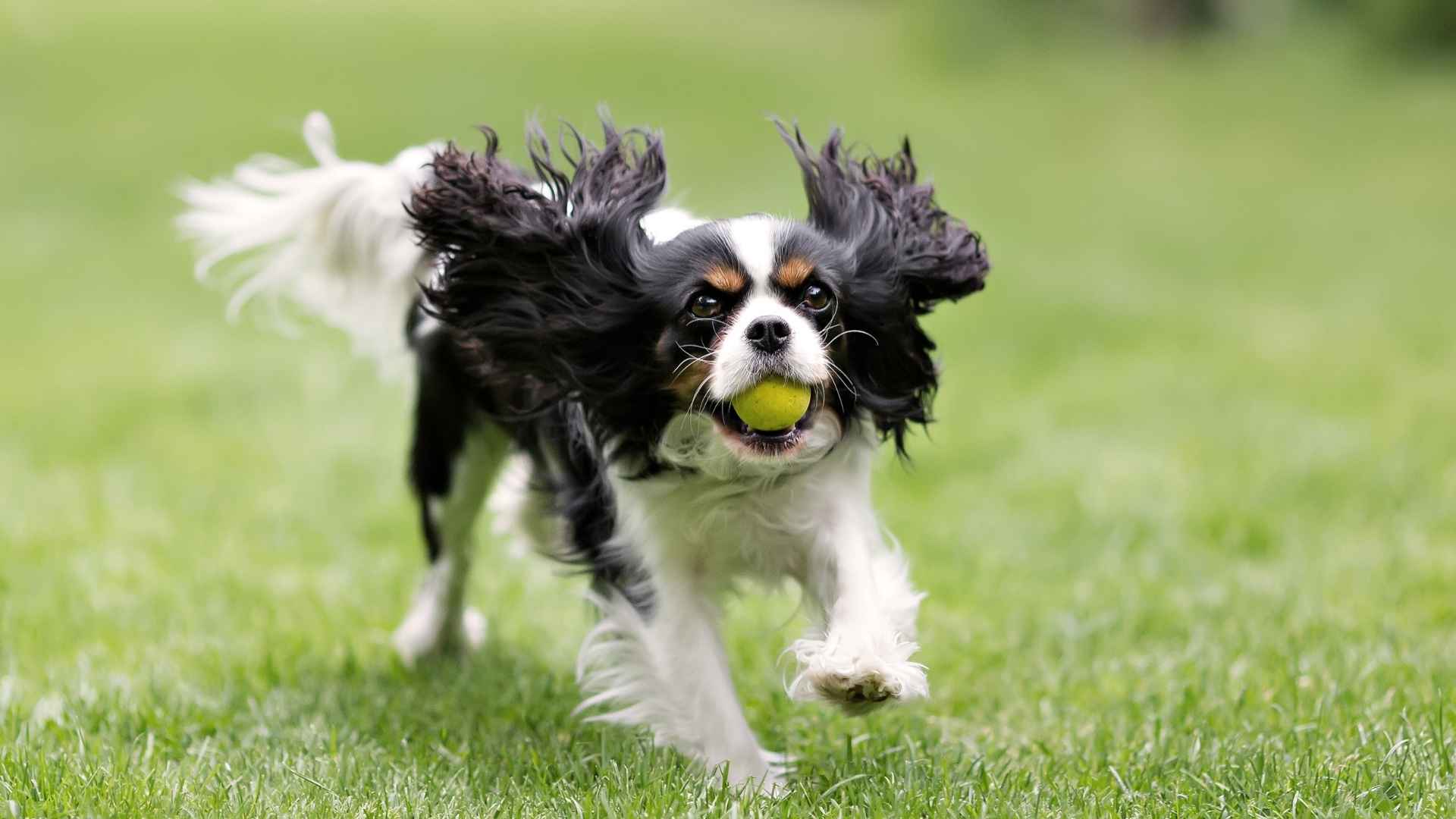 7 Calm but Playful Dog Breeds with a Long Lifespan: The Mellow Companions