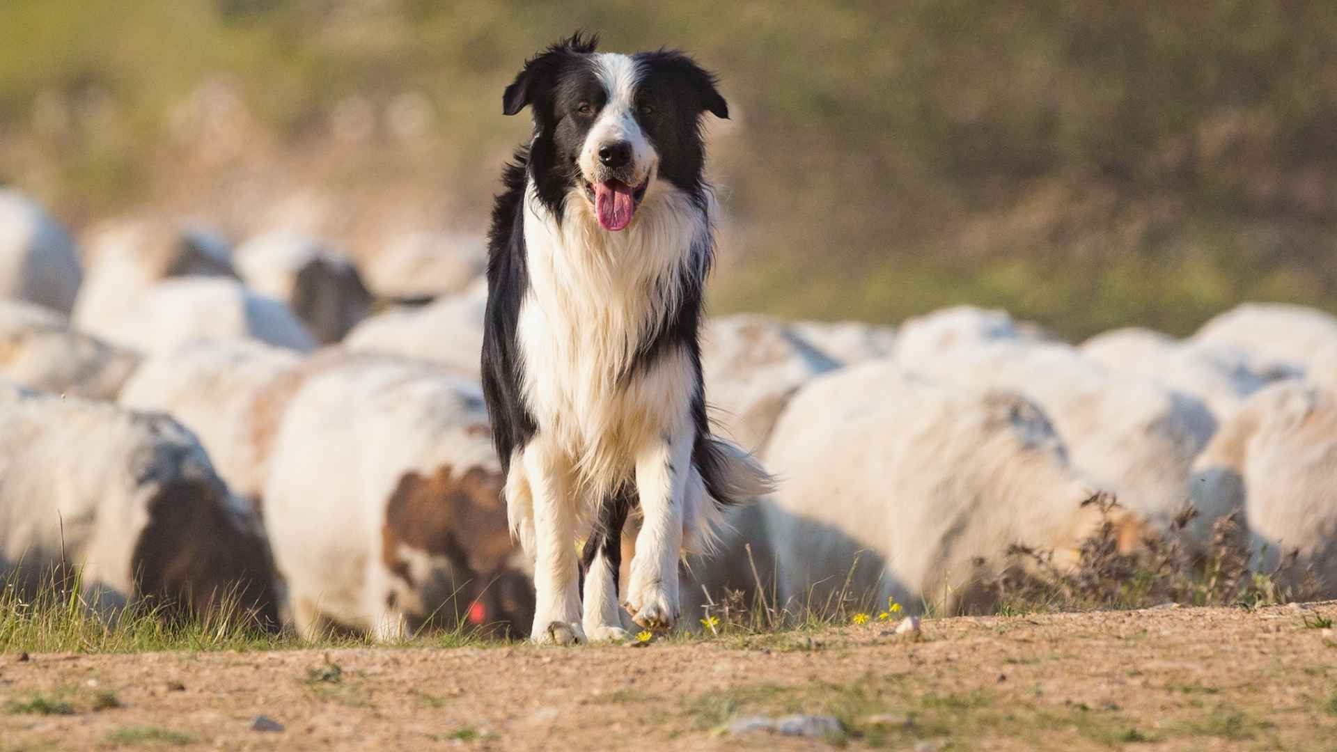 7 Cattle Dog Breeds You’ll Love: Meet the Herding Experts