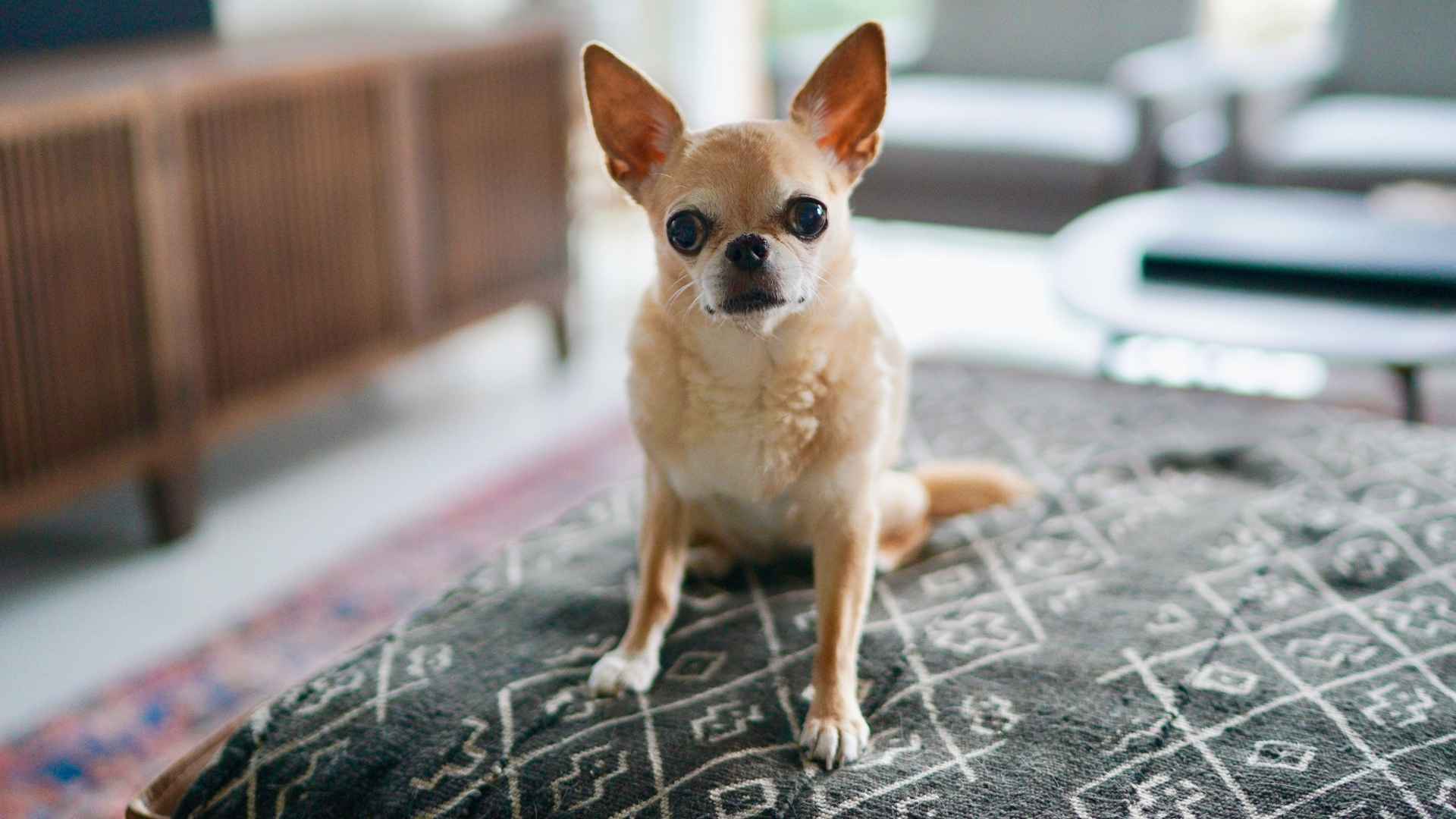 7 Cheap Dog Breeds That’ll Steal Your Heart