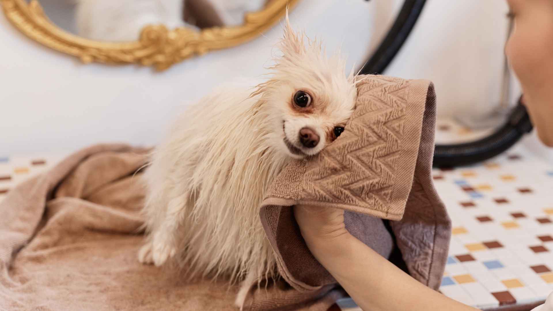 7 Cheap Small Dog Breeds That Cost Less to Own