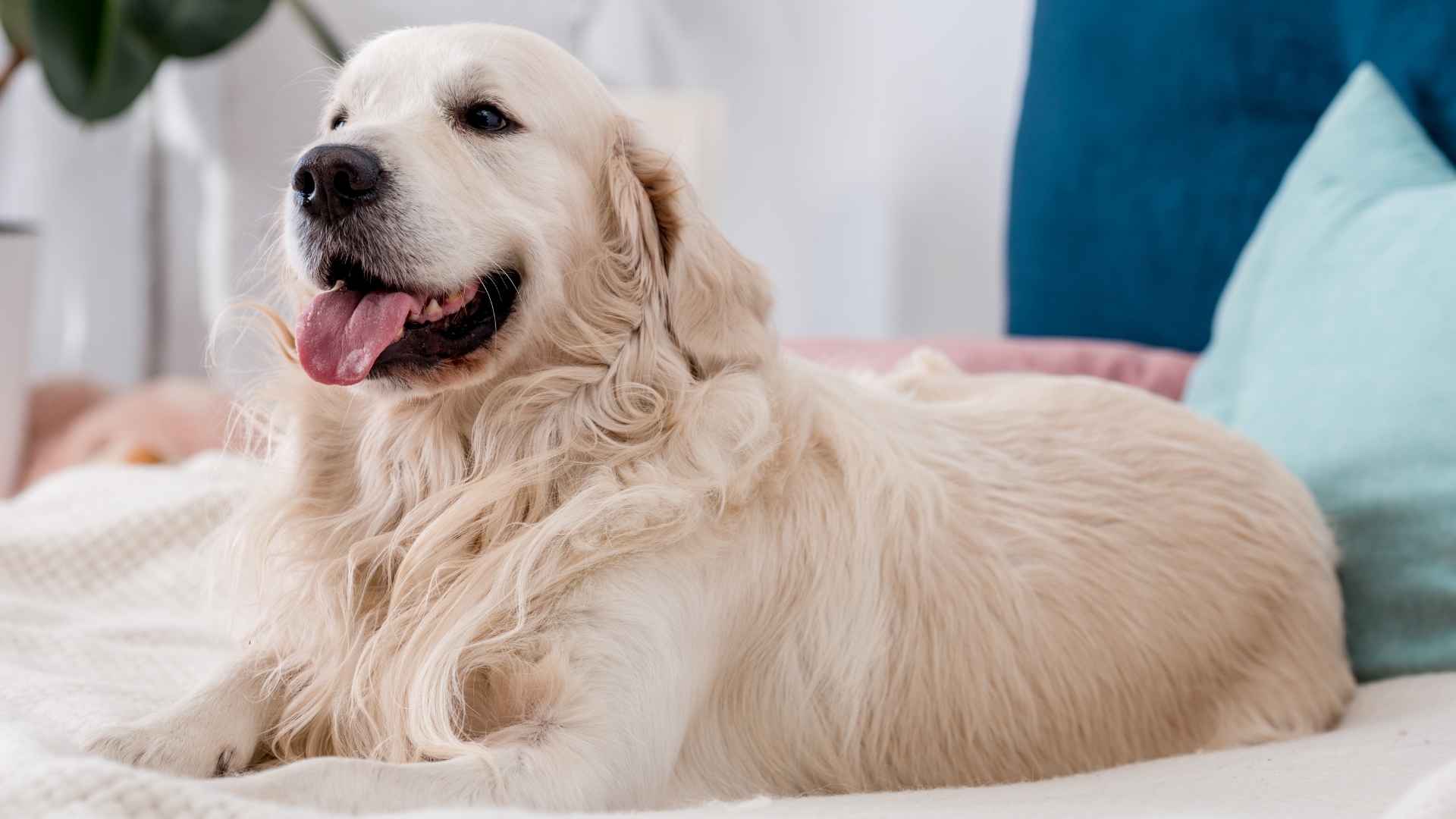7 Chill Apartment Dog Breeds That Thrive Indoors: Laid-Back and Lovable
