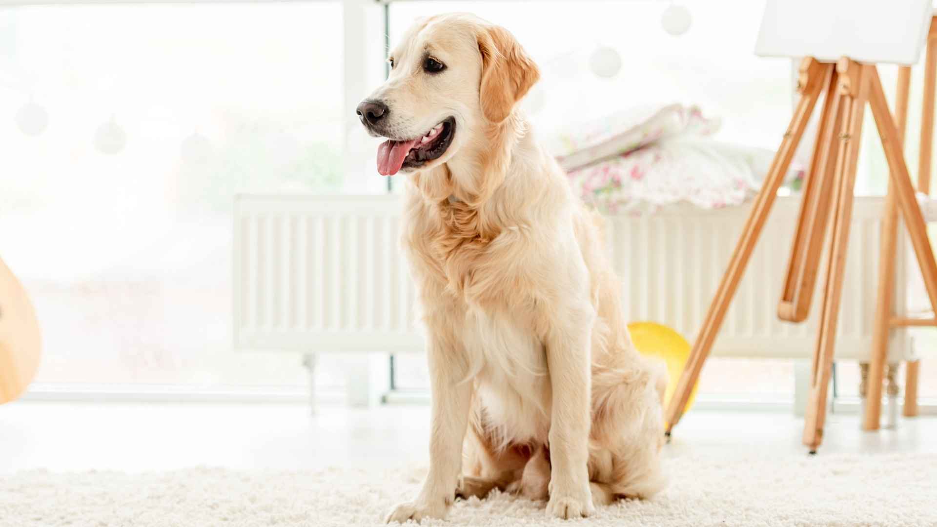 7 Chill Companion Dog Breeds for Peaceful Homes