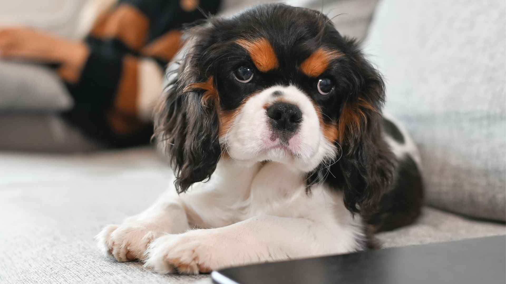 7 Chill Low-Maintenance Dog Breeds That Are Gentle, Calm & Cool
