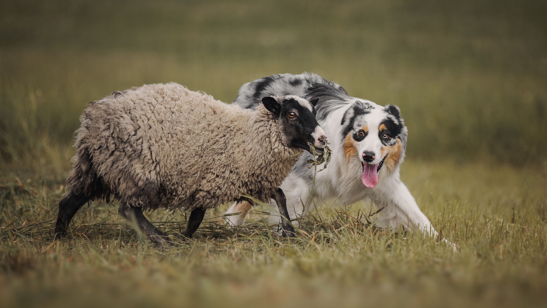 7 Chill Working Dog Breeds That Still Get the Job Done