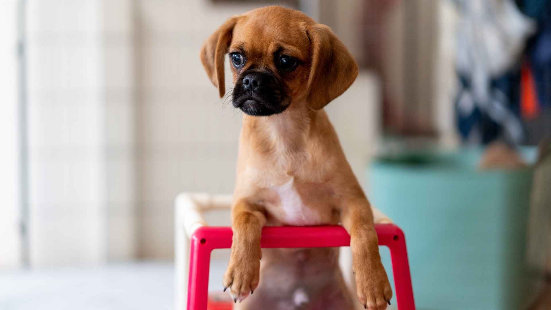 7 Clumsy Puppy Breeds: Not Really Graceful
