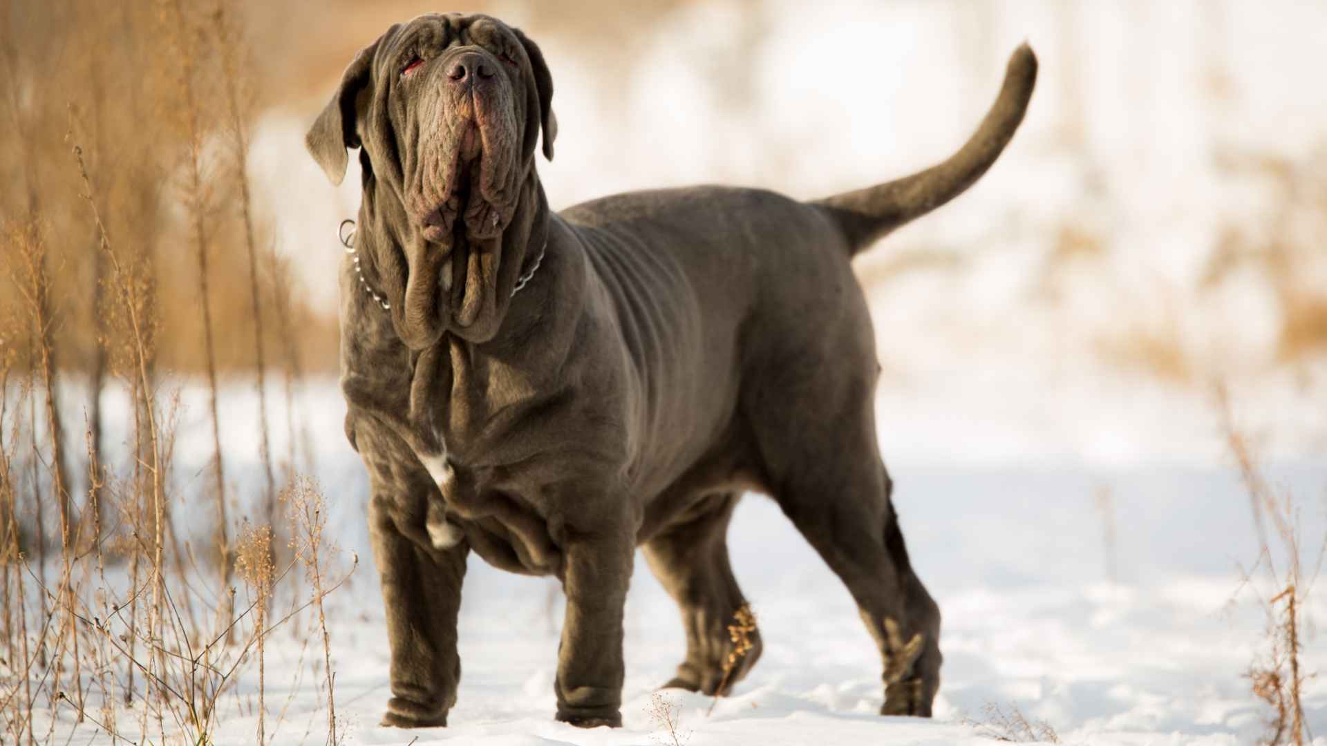 7 Colossal Dog Breeds: Discover the Best Gentle Giants for Your Family