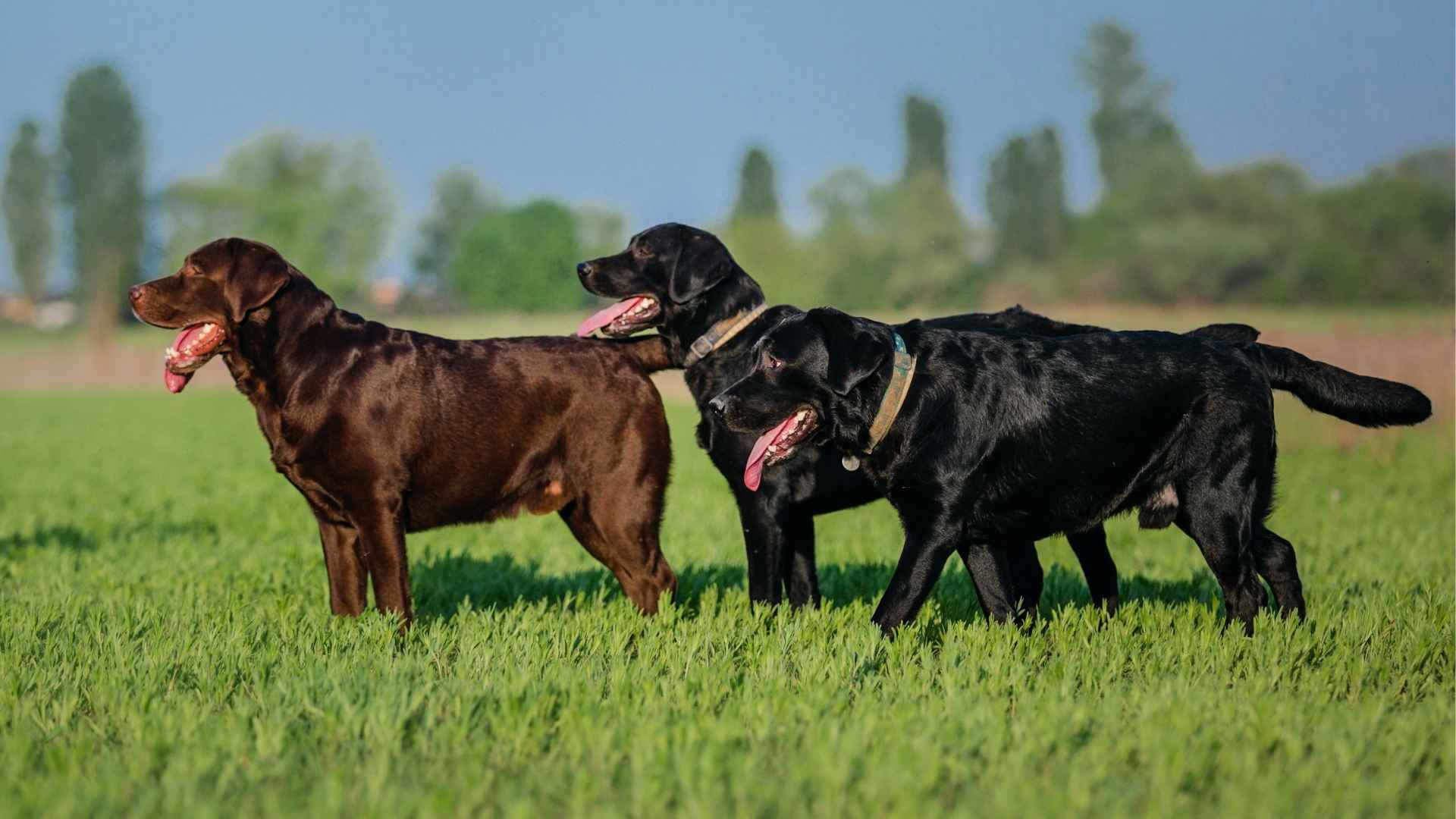 7 Companion Tracking Dog Breeds: Faithful Partners with a Nose for Adventure